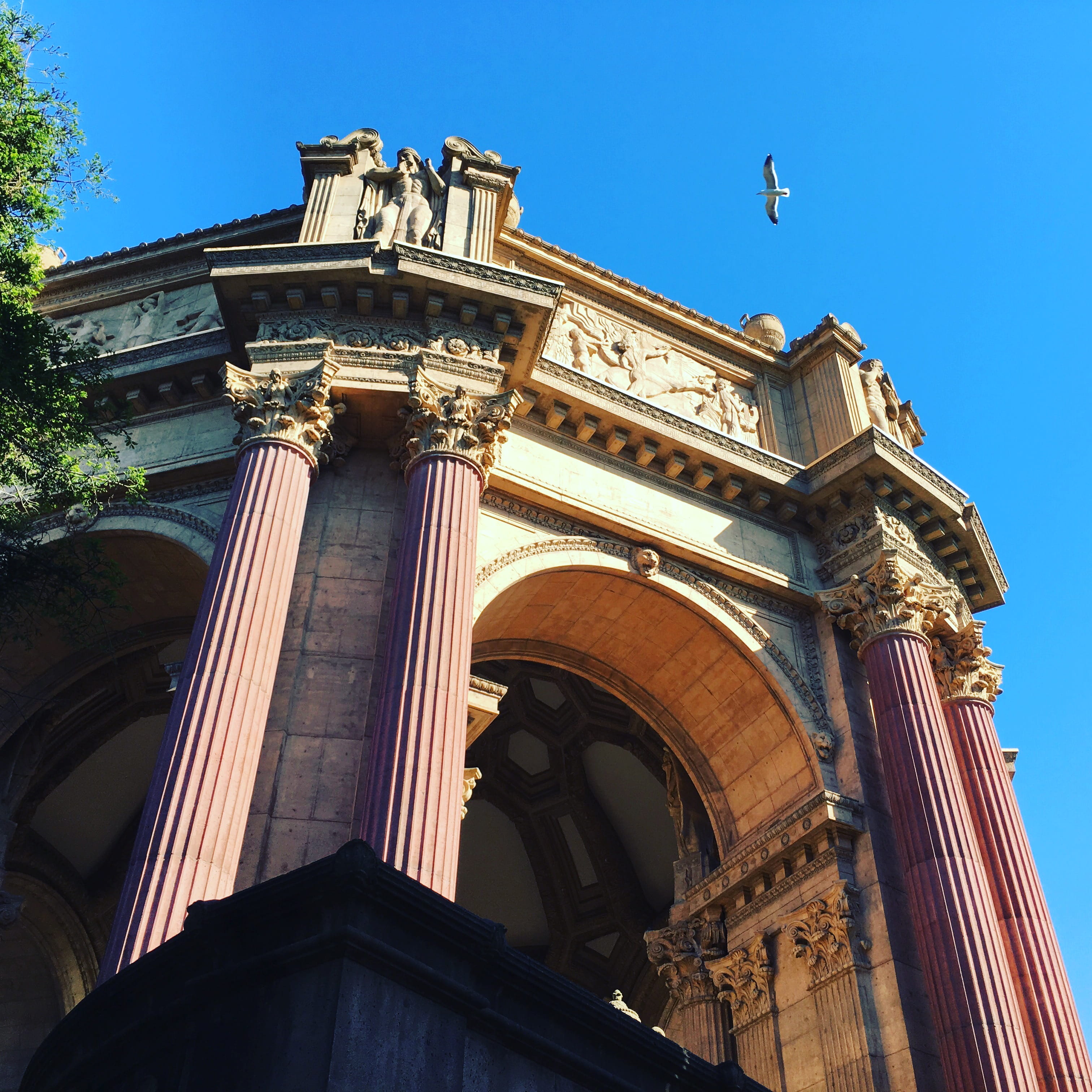 tourism, san francisco, travel, low angle view, california, architectural column, bird, no people, blue, seagull, 2K, day, sf, clear sky, city, building exterior, Phone HD Wallpaper