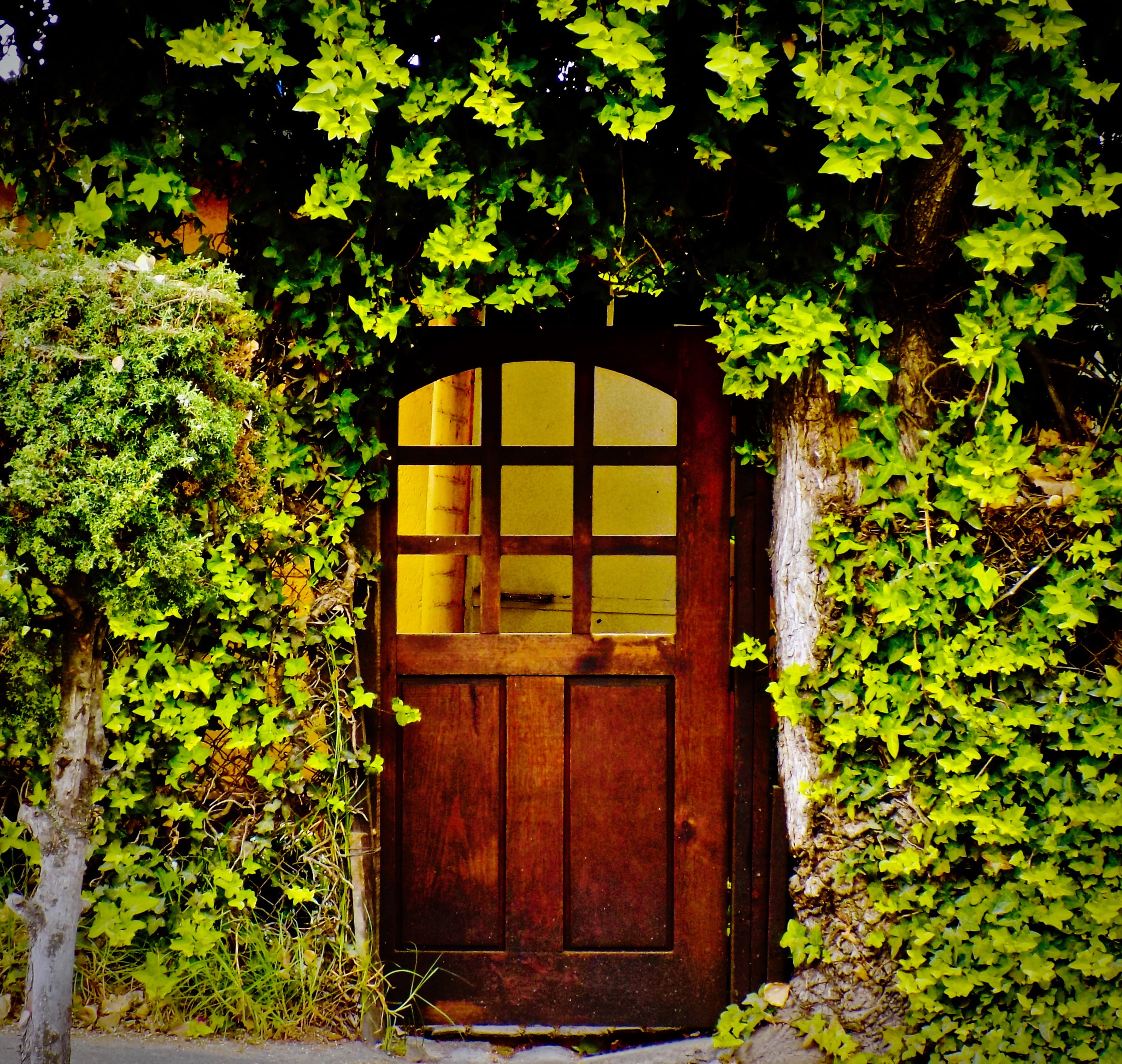 wood - material, day, building, nature, tree, home, door, 2K, outdoors, leaf, growth, architecture, no people, building exterior, green, ivy, entrance, HD Wallpaper