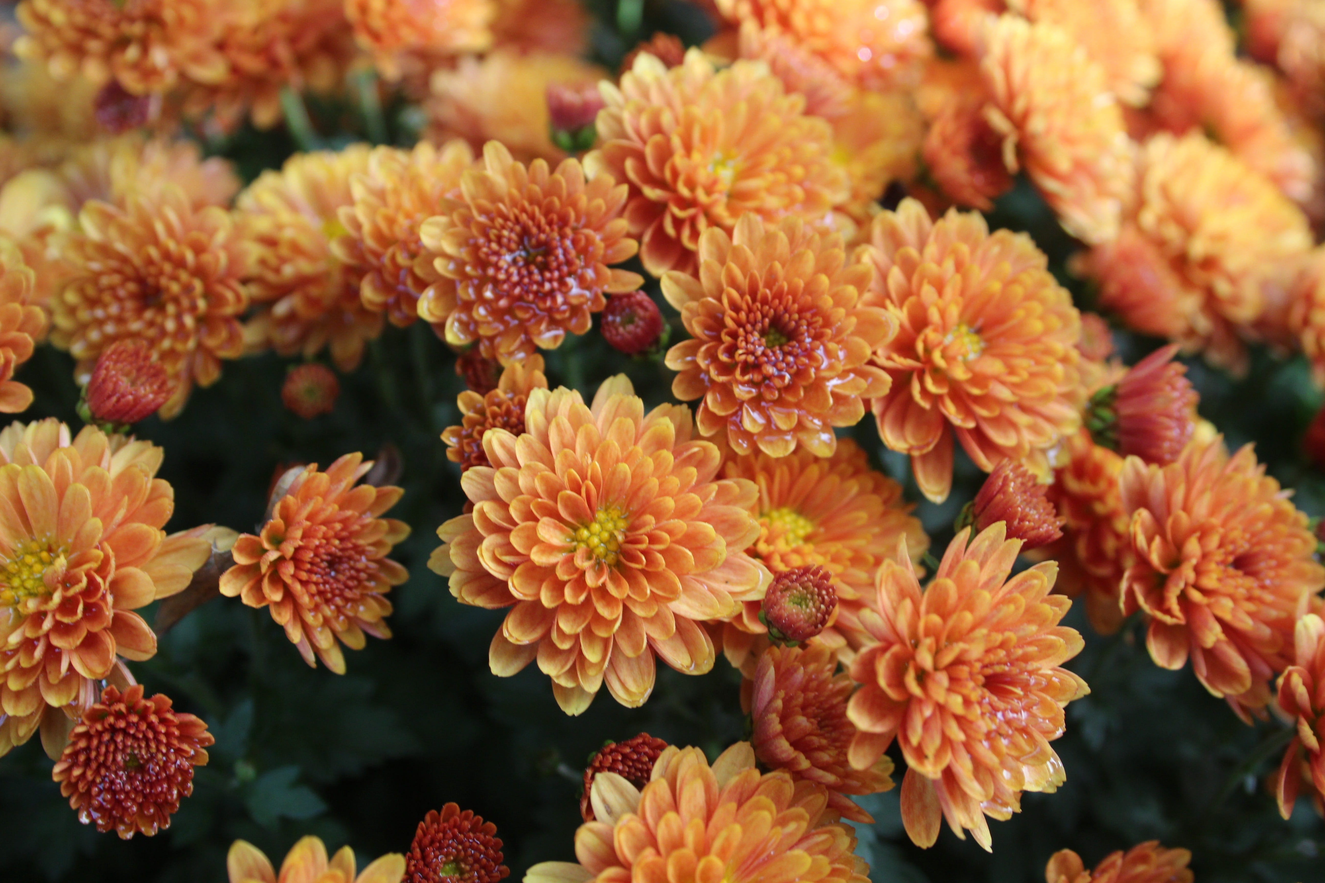 no people, colorful, flowering plant, high angle view, bunch of flowers, bloom, flower head, freshness, flora, orange, growth, vulnerability, focus on foreground, HD Wallpaper