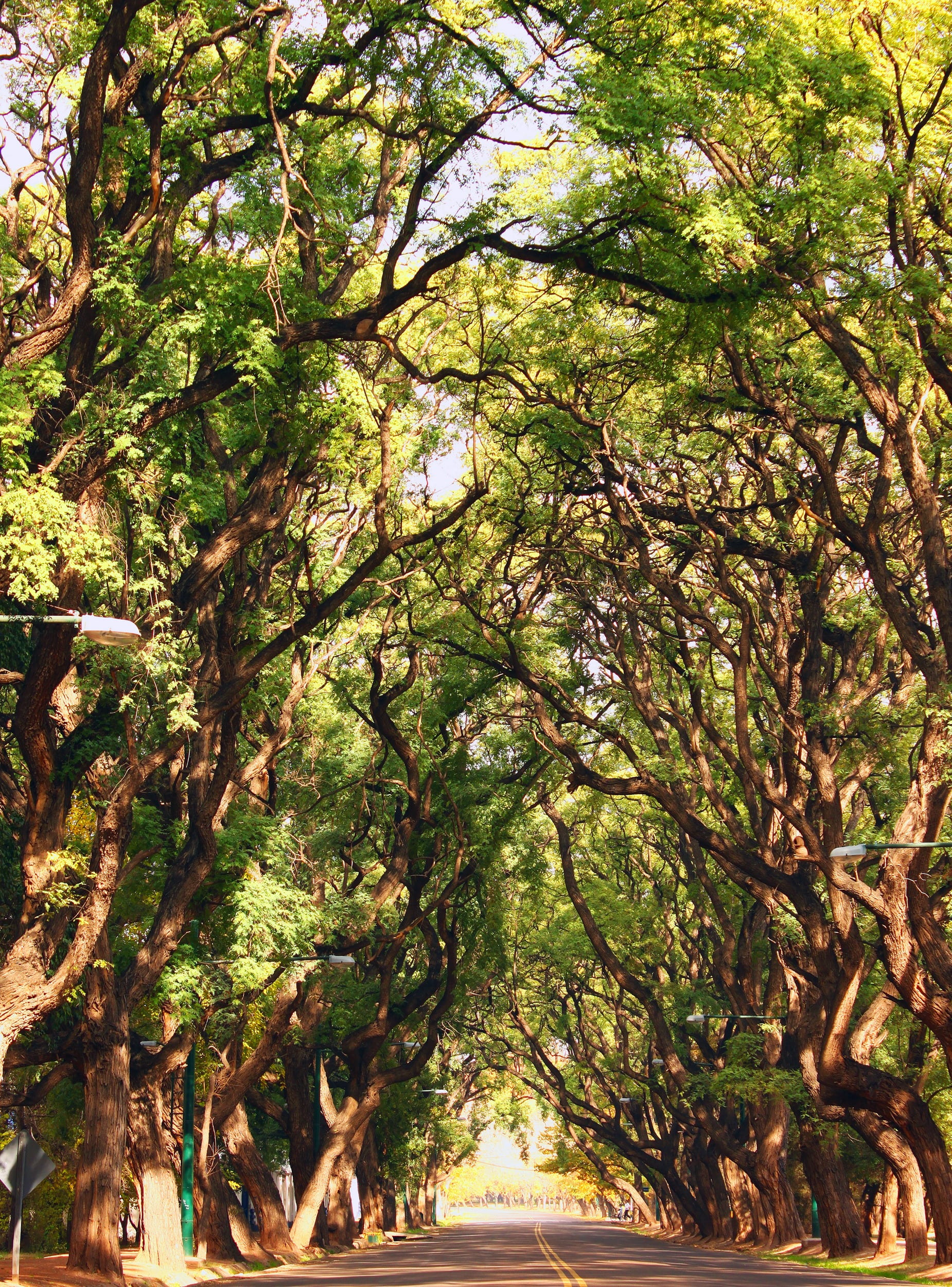 no people, day, beauty in nature, sunlight, tranquility, tree, arboleda, leaves, low angle view, growth, nature, road, trees, green color, trunk, branch, Phone HD Wallpaper