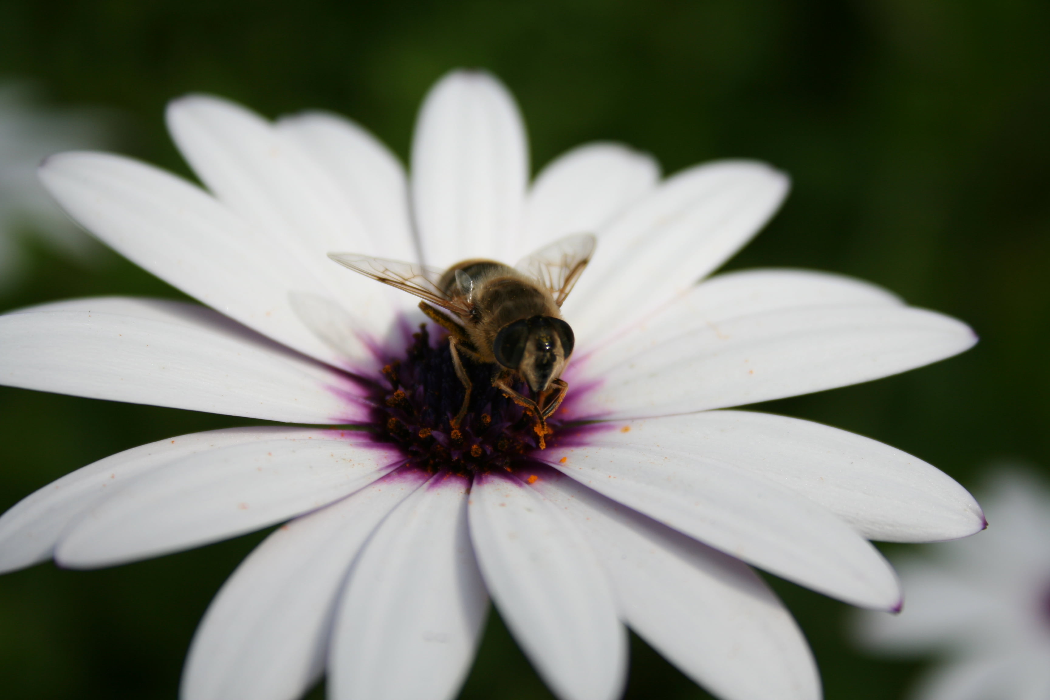 pollen, daytime, Alameda gardens, black, yellow, photography, animal, piercing, Bee, focus, pollination, 2K, petal, botanic, white, petaled, Flower, plant, HD Wallpaper