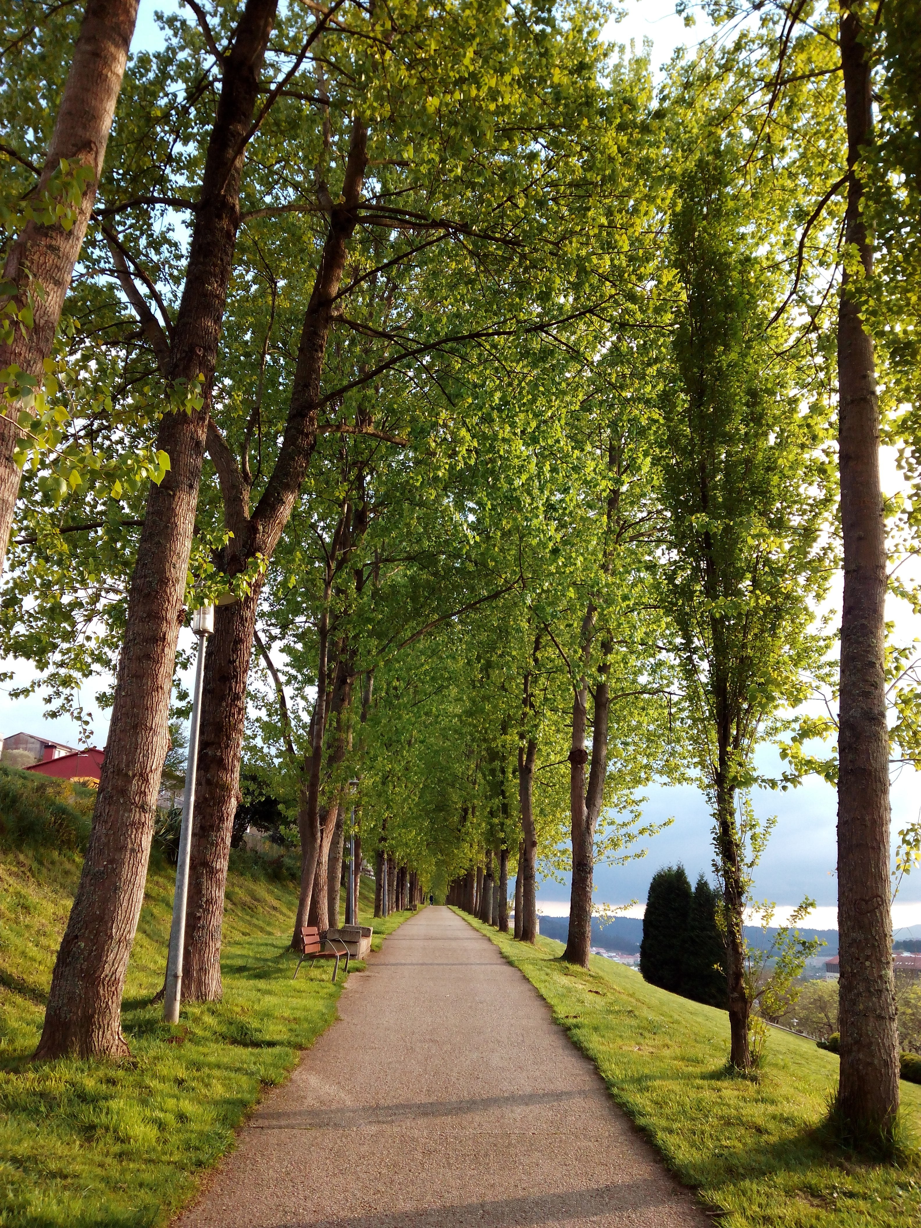 city, landscape, road, 4K, nature, tranquility, trail, tranquil scene, grass, green color, growth, beauty in nature, sky, walk, footpath, tree trunk, alameda, Phone HD Wallpaper