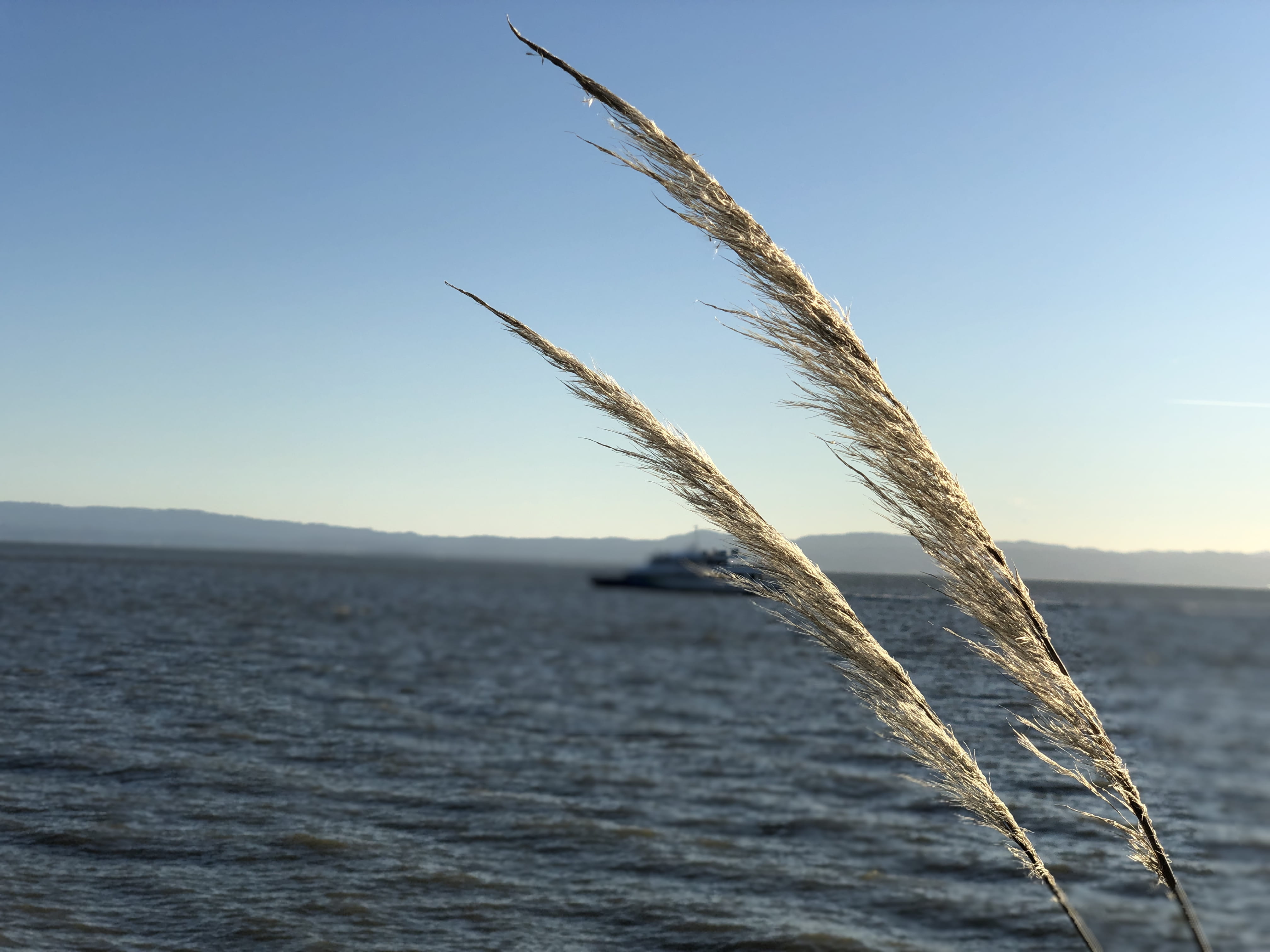 299 adelphian way, beauty in nature, sea, no people, focus on foreground, vessel, plant, animal, reed, promontory, water, close-up, agropyron, transportation, HD Wallpaper
