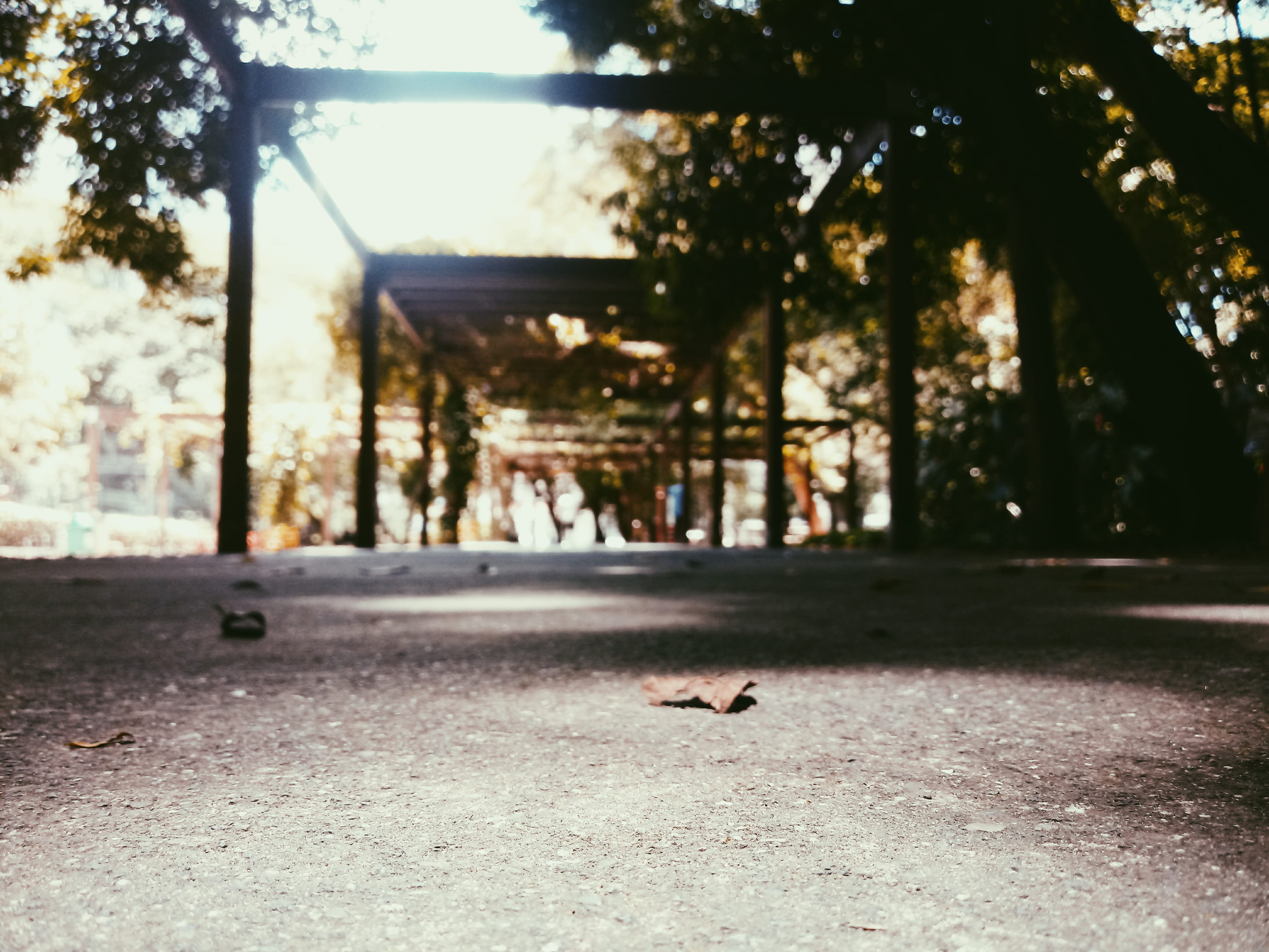 leaf, day, alameda min. rocha azevedo, road, domestic, surface level, no people, one animal, domestic animals, jardim paulista, nature, animal wildlife, HD Wallpaper