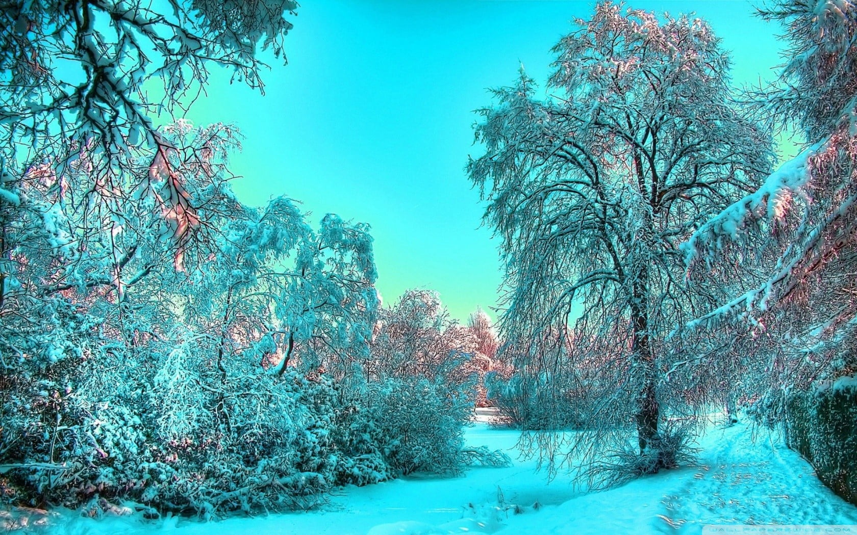 landscape, tranquil scene, no people, snow, environment, coniferous tree, winter, cold temperature, tranquility, 720P, tree, leafed, frozen, brown, nature, HD Wallpaper