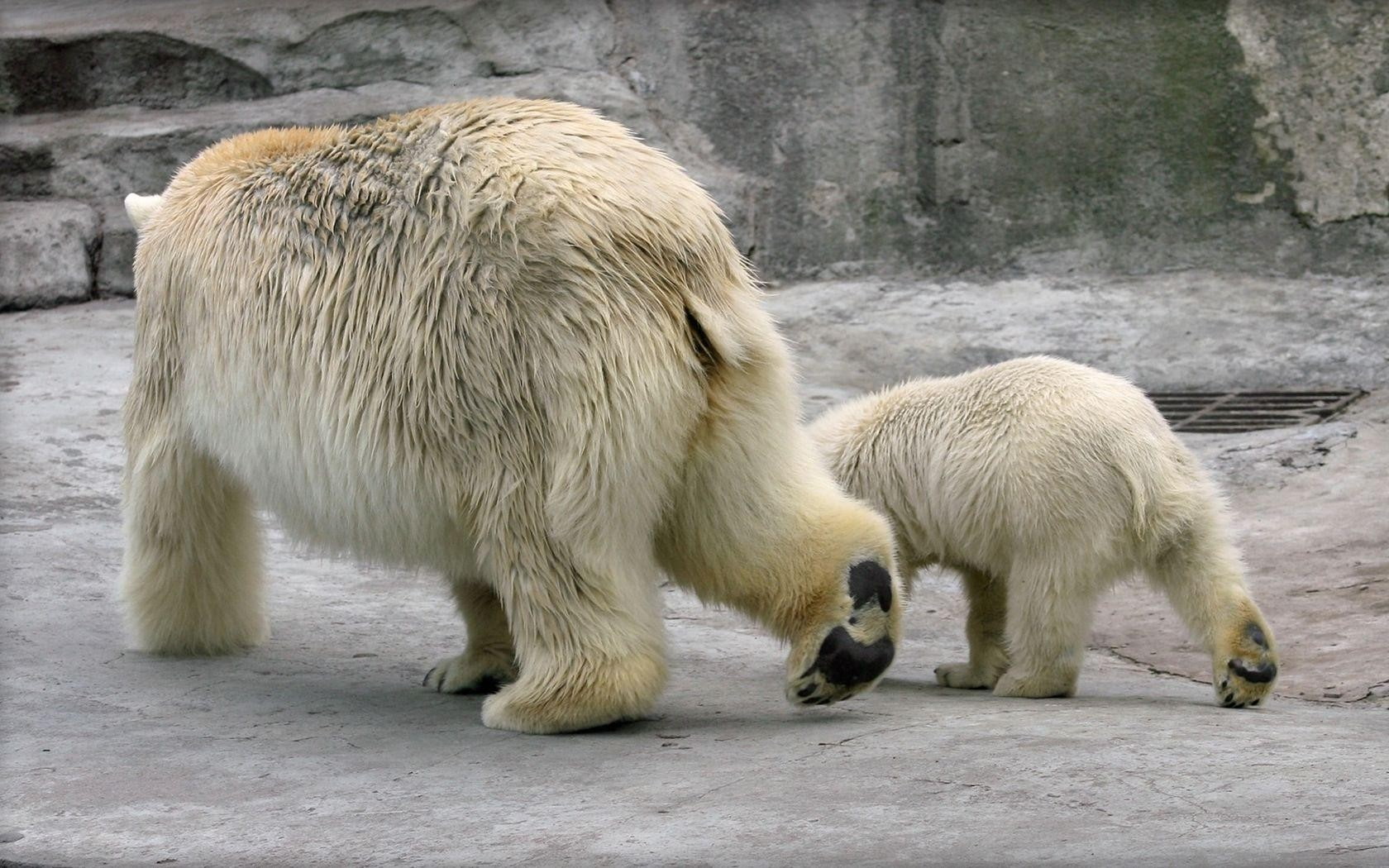 animals in the wild, animal themes, eating, animal, Couple, white color, cold temperature, Walk, zoo, 720P, bear, group of animals, Polar bears, young animal, HD Wallpaper