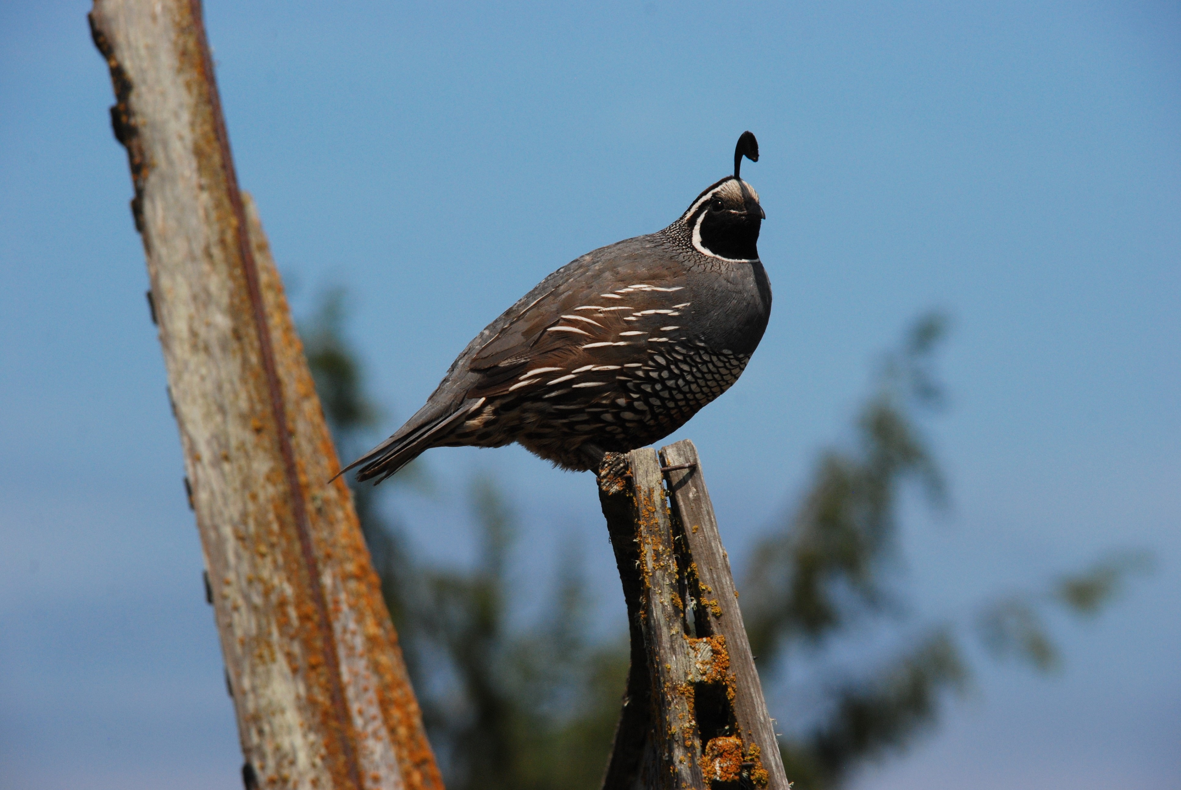 animals in the wild, focus on foreground, tree, animal themes, branch, bird, outdoors, no people, animal wildlife, quail, low angle view, sky, pole, day, HD Wallpaper