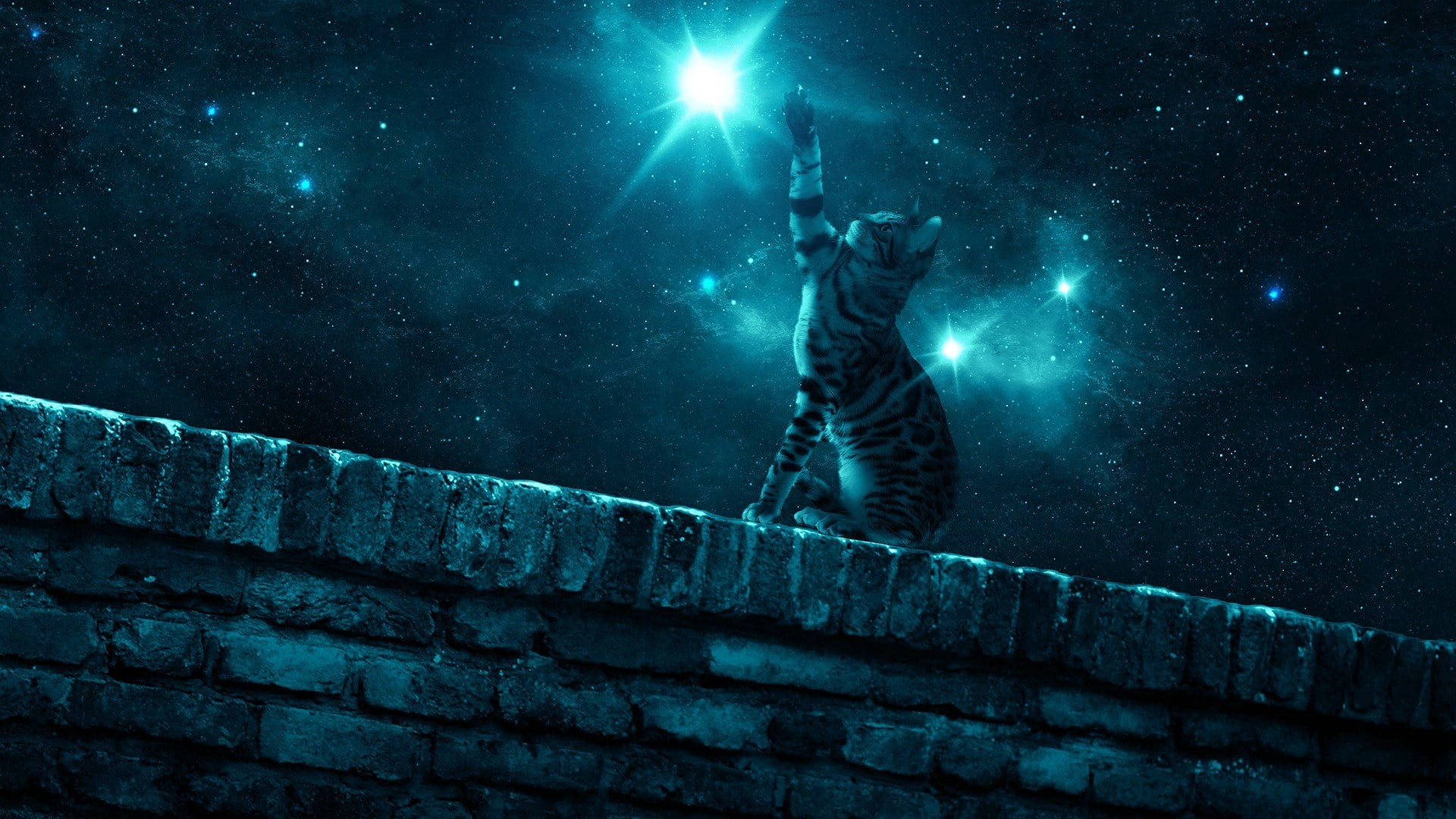cat, universe, leisure activity, standing, real people, stars, sky, wall - building feature, low angle view, unrecognizable person, darkness, blue, one person, HD Wallpaper