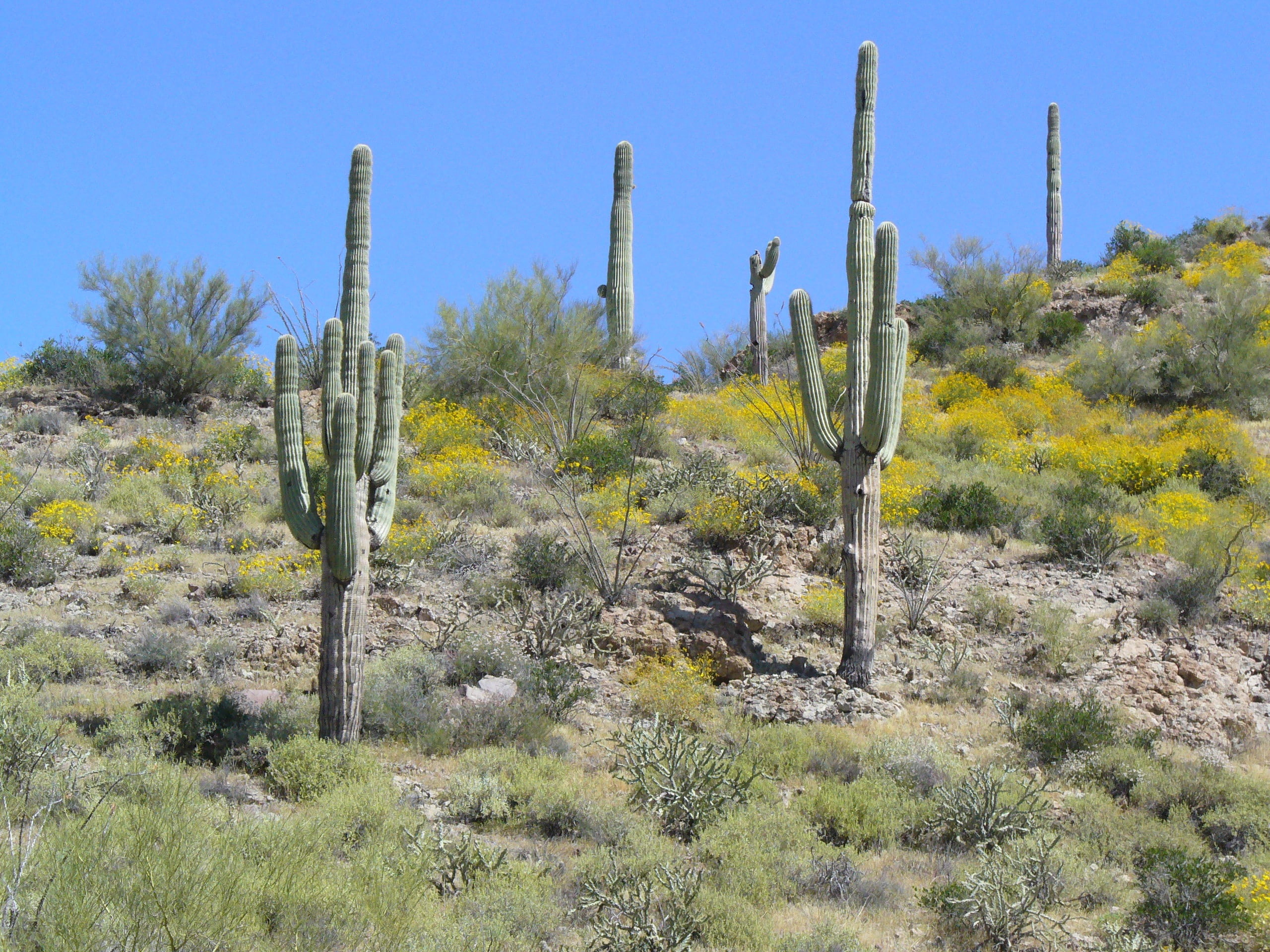 desert, cactus, 2K, tranquil scene, barren, saguaro, saguaro Cactus, semi-arid, nature, plant, scenics - nature, outdoors, arid climate, no people, climate, HD Wallpaper