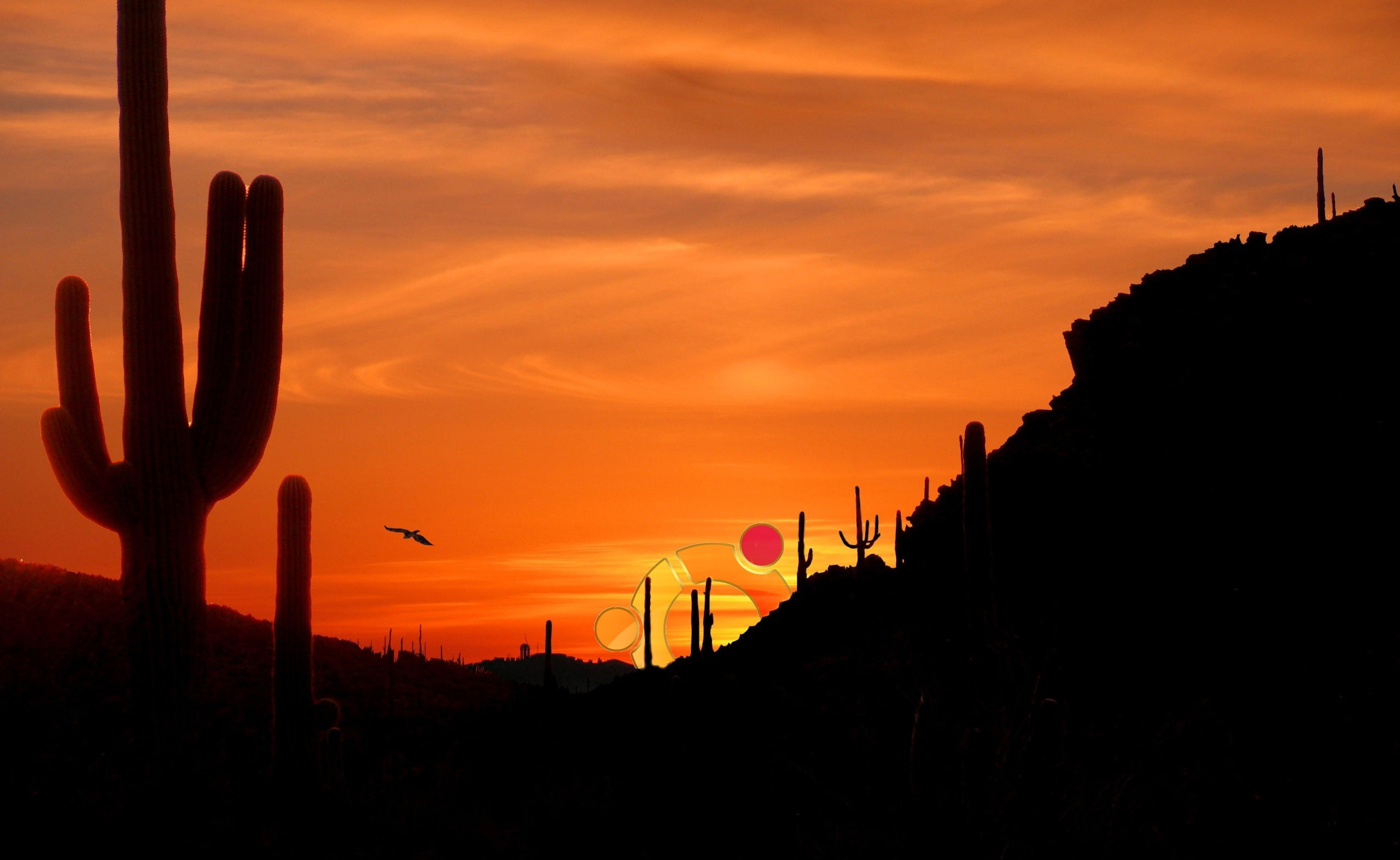 Linux, plant, outdoors, cloud - sky, no people, beauty in nature, scenics - nature, sky, orange color, growth, cactus, sunset, silhouette, saguaro cactus, HD Wallpaper