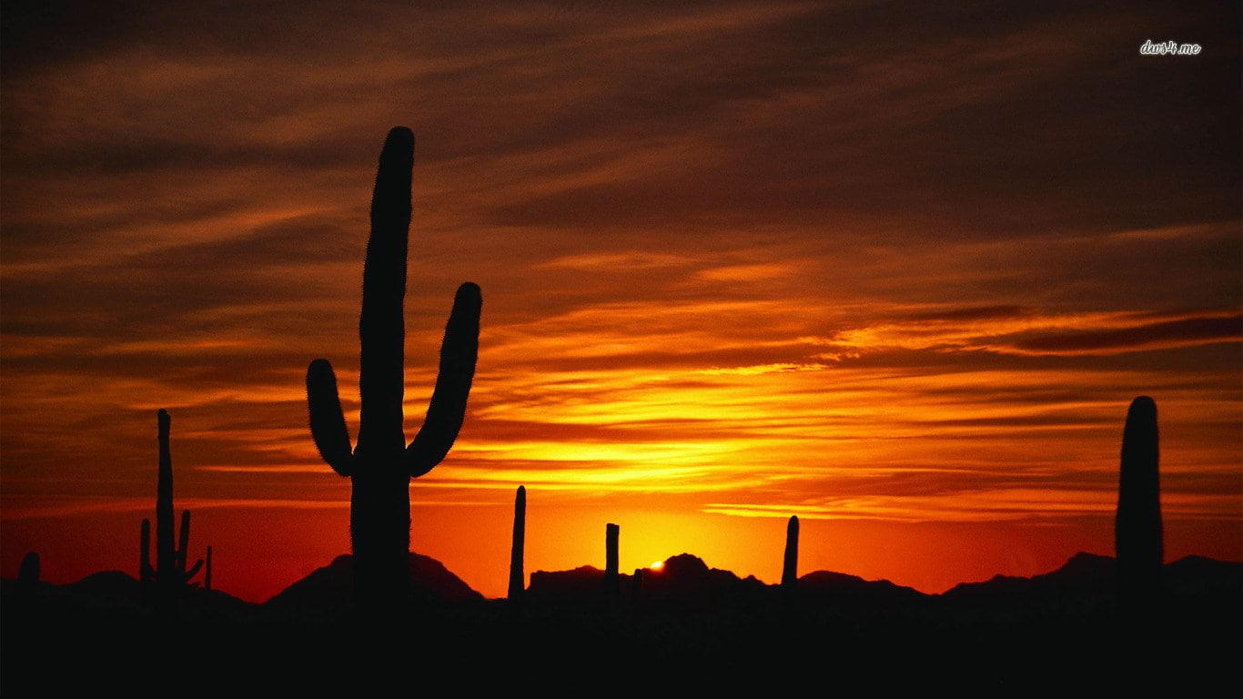 no people, saguaro cactus, dramatic sky, land, cactus, tranquil scene, nature, semi-arid, cloud - sky, sky, succulent plant, outdoors, scenics - nature, HD Wallpaper
