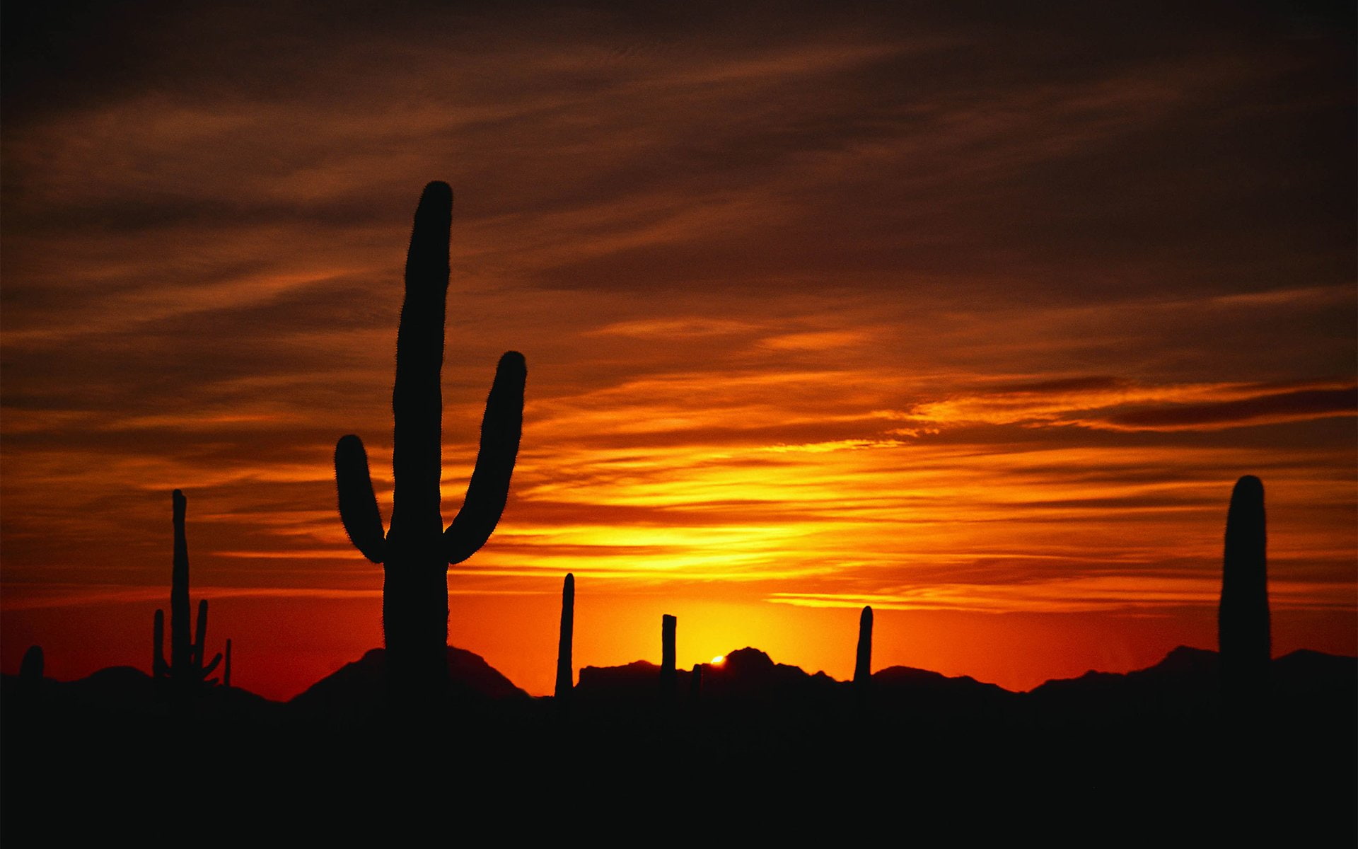 Earth, 1080P, growth, silhouette, landscape, moody sky, beauty in nature, succulent plant, sky, tranquility, cactus, tranquil scene, nature, semi-arid, HD Wallpaper