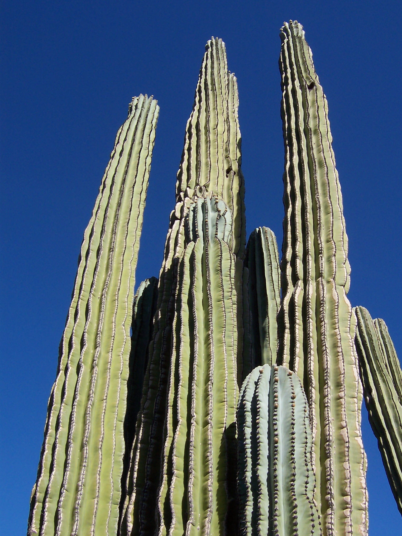 architecture, saguaro cactus, Desert, outdoors, tall - high, cacti, succulent plant, Landscape, clear sky, blue, west, thorn, dry, low angle view, growth, Phone HD Wallpaper
