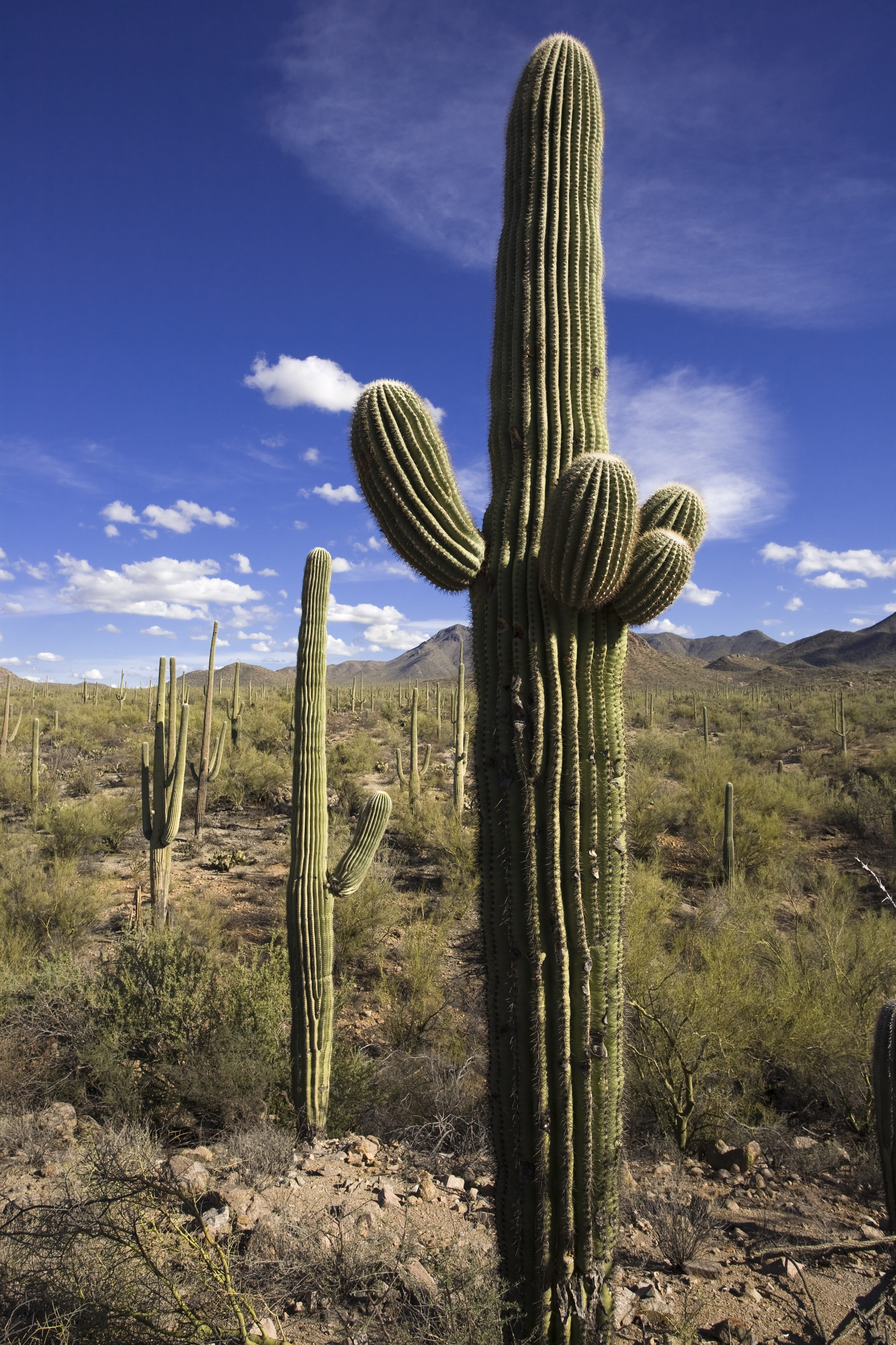 no people, desert, outdoors, sky, sunlight, cacti, succulent plant, 4K, saguaro, sun, southwest, land, beauty in nature, arid climate, growth, green color, Phone HD Wallpaper