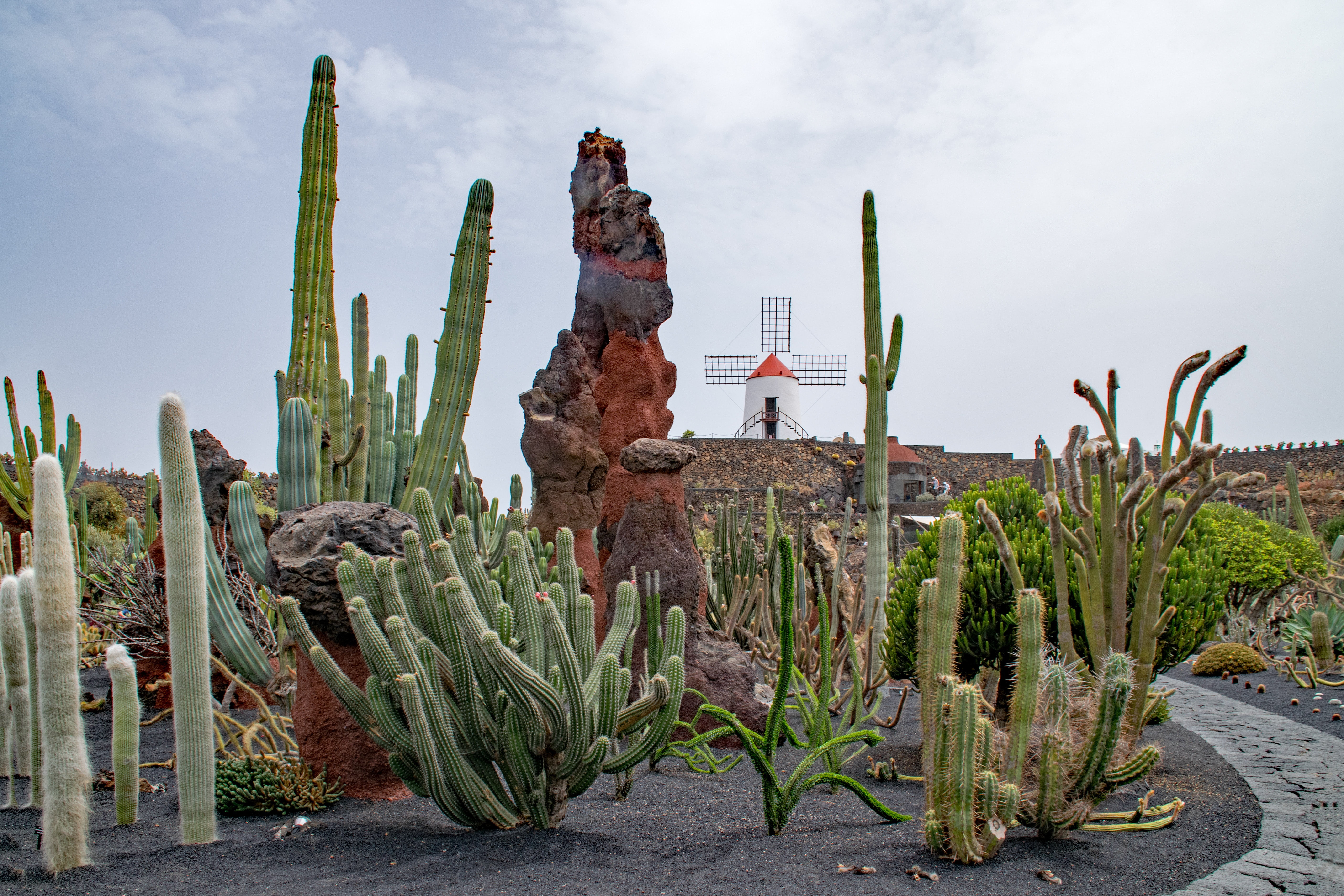jardin de cactus, plant, nature, no people, lava, rock, environment, field, windmill, succulent plant, saguaro cactus, seed plants, garden, cloud - sky, HD Wallpaper