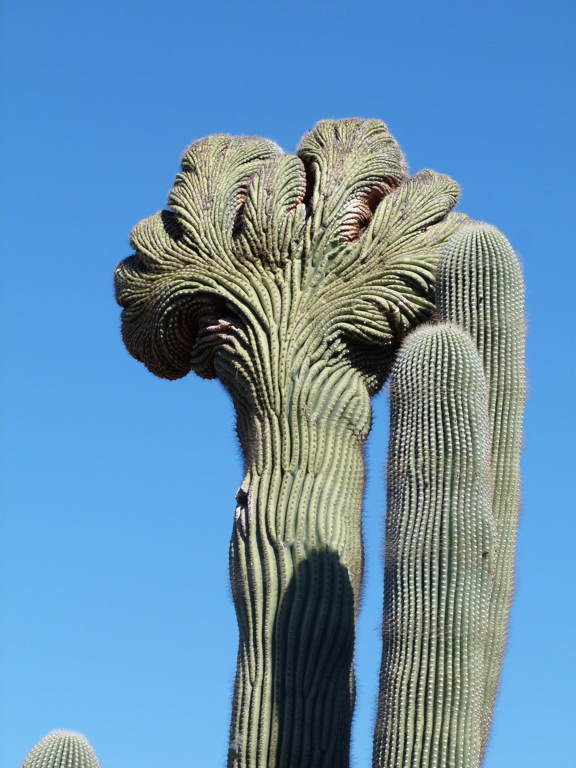 climate, dessert, green, outdoors, no people, green color, prickly, blue, mammal, saguaro cactus, trunk, low angle view, clear sky, nature, growth, animal, Phone HD Wallpaper