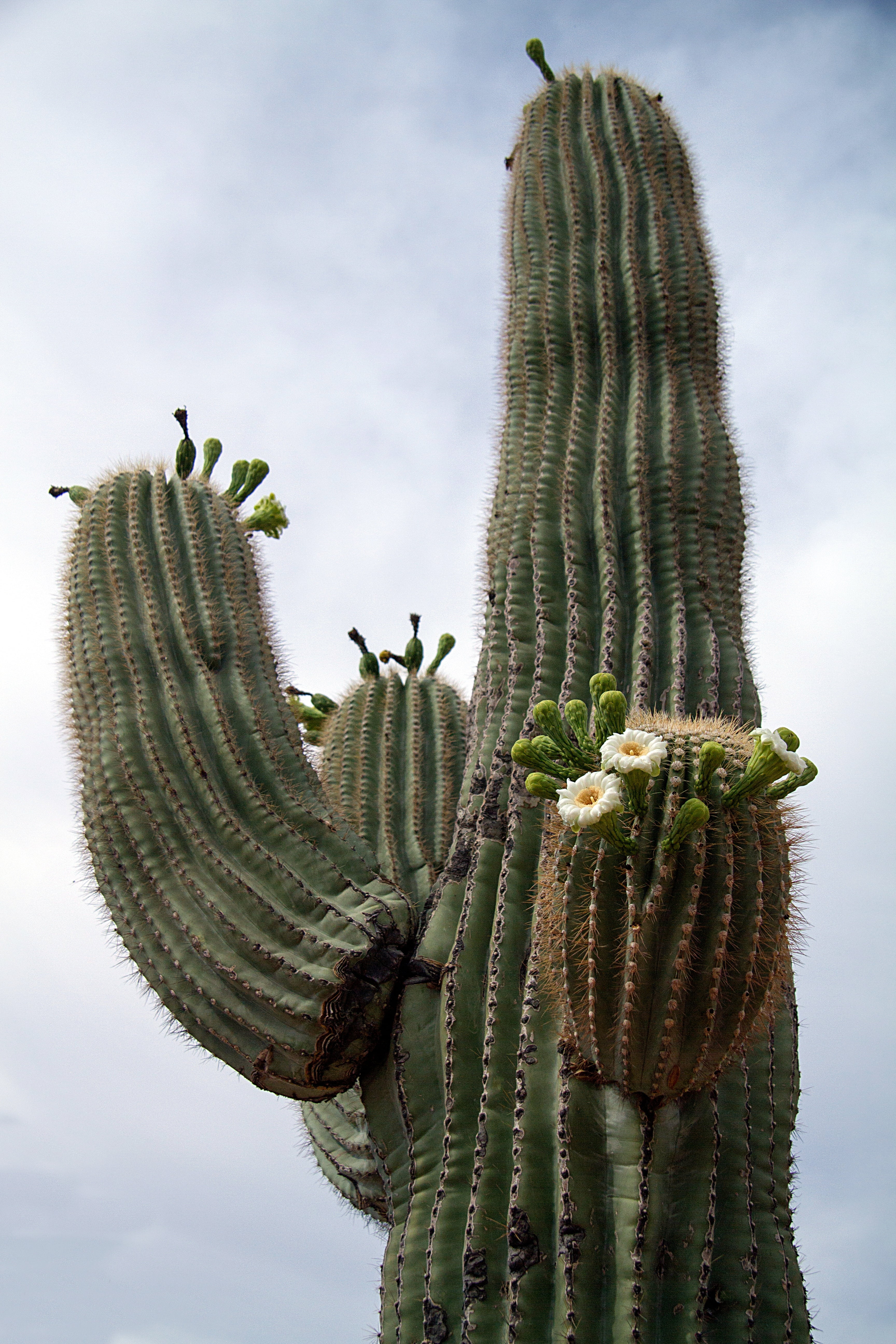 sharp, arizona, low angle view, no people, thorn, spiked, plant, cloud - sky, close-up, desert, tranquility, day, usa, growth, 5K, sky, green color, succulent plant, Phone HD Wallpaper