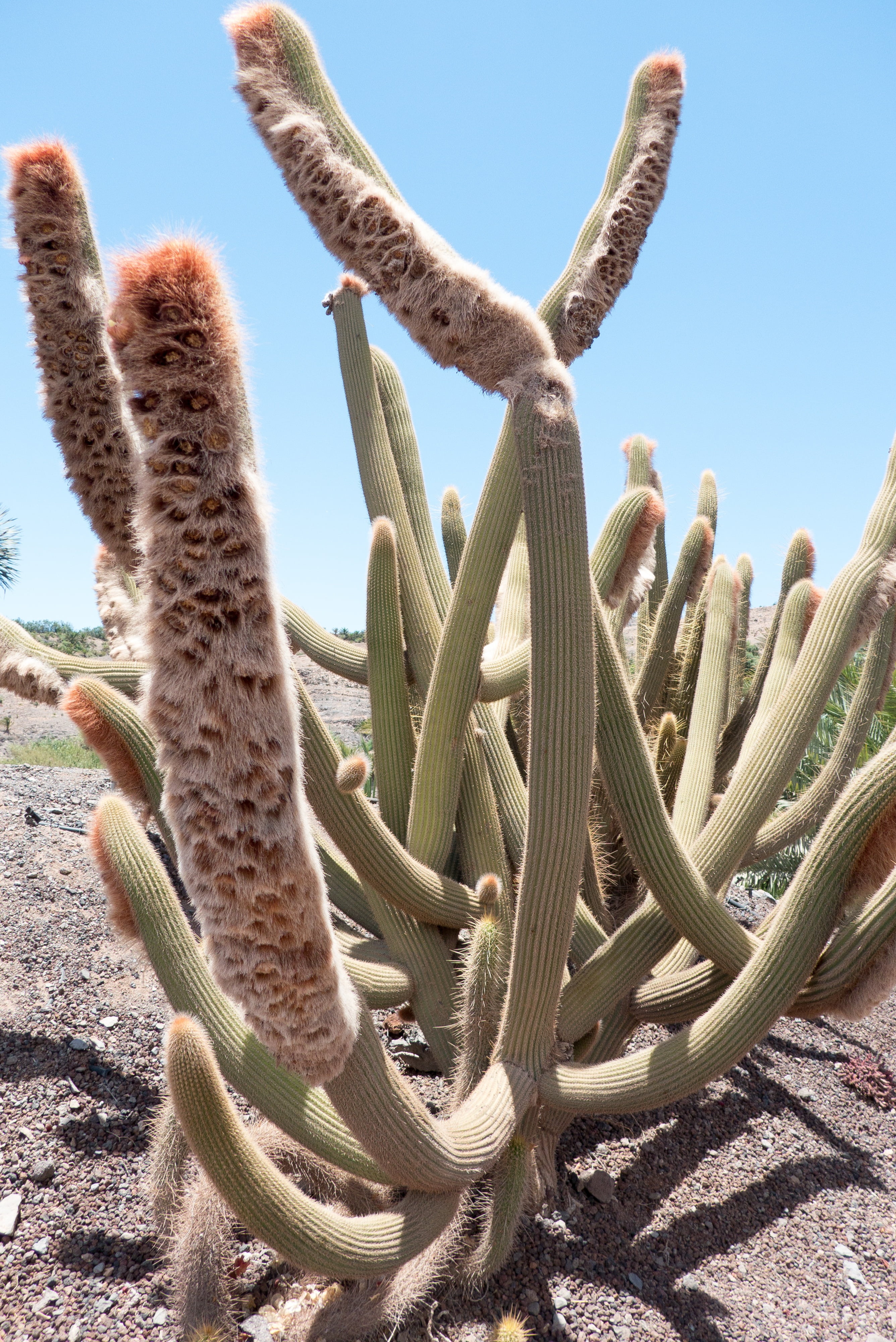 growth, natural pattern, animals in the wild, sky, desert, outdoors, clear sky, saguaro cactus, animal themes, nature, succulent plant, climate, arid climate, Phone HD Wallpaper
