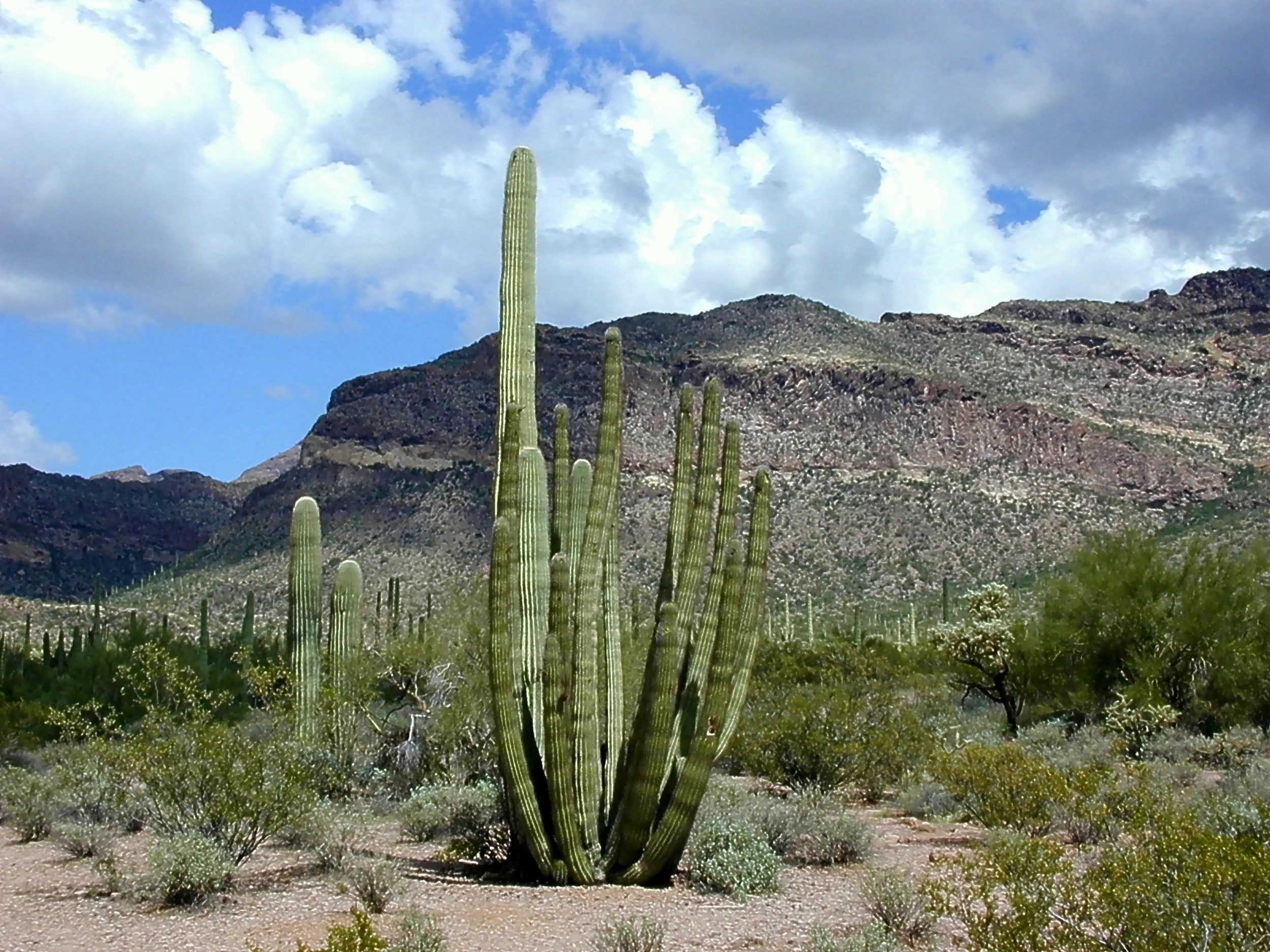nature, outdoors, non-urban scene, cactus, succulent plant, tranquil scene, organ pipe cactus, organ pipes national park, climate, arid climate, arizona, HD Wallpaper