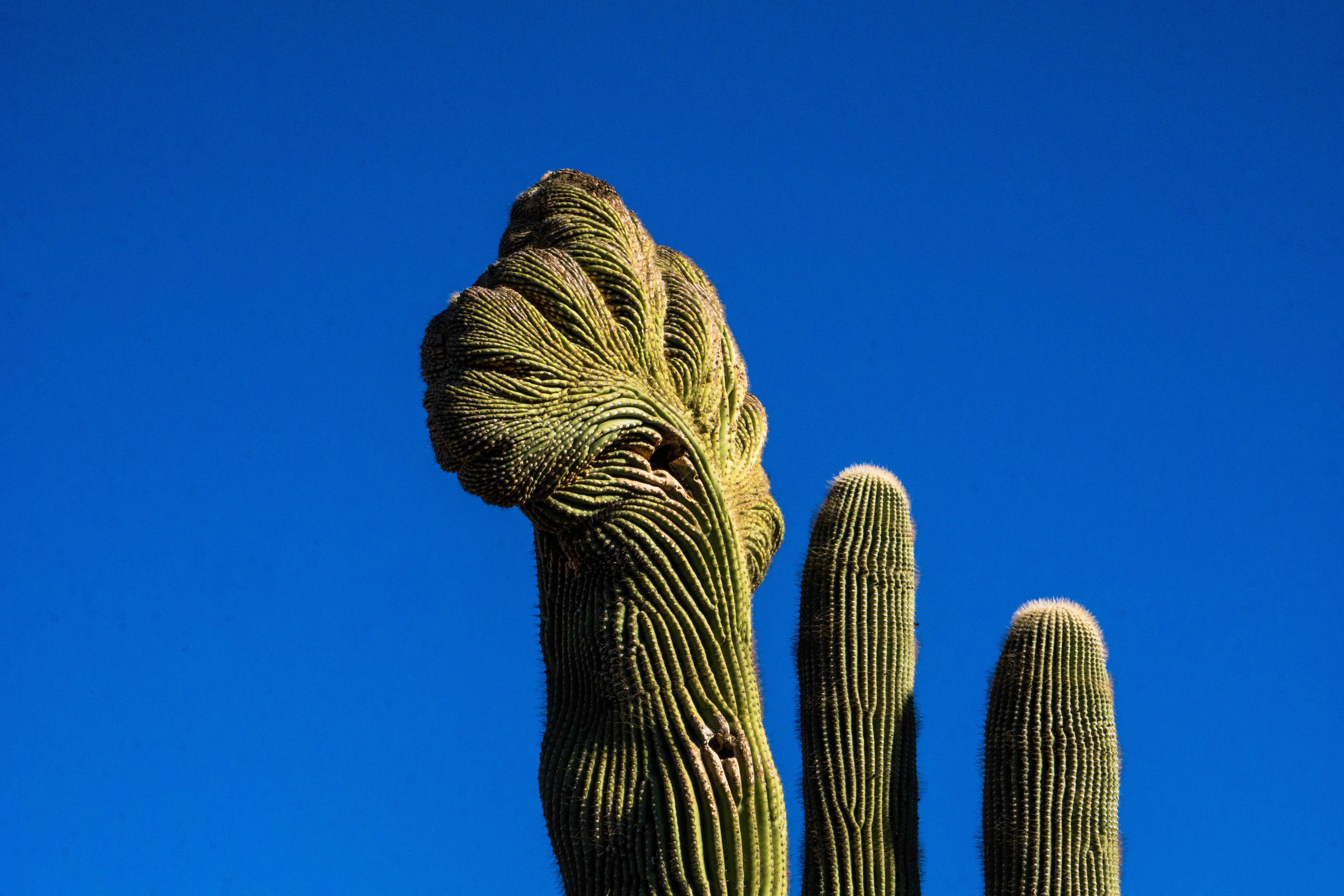 outdoors, sky, plant, clear sky, saguaro cactus, growth, arid climate, nature, beauty in nature, green color, cacti, no people, rooster, mexico, animal, HD Wallpaper