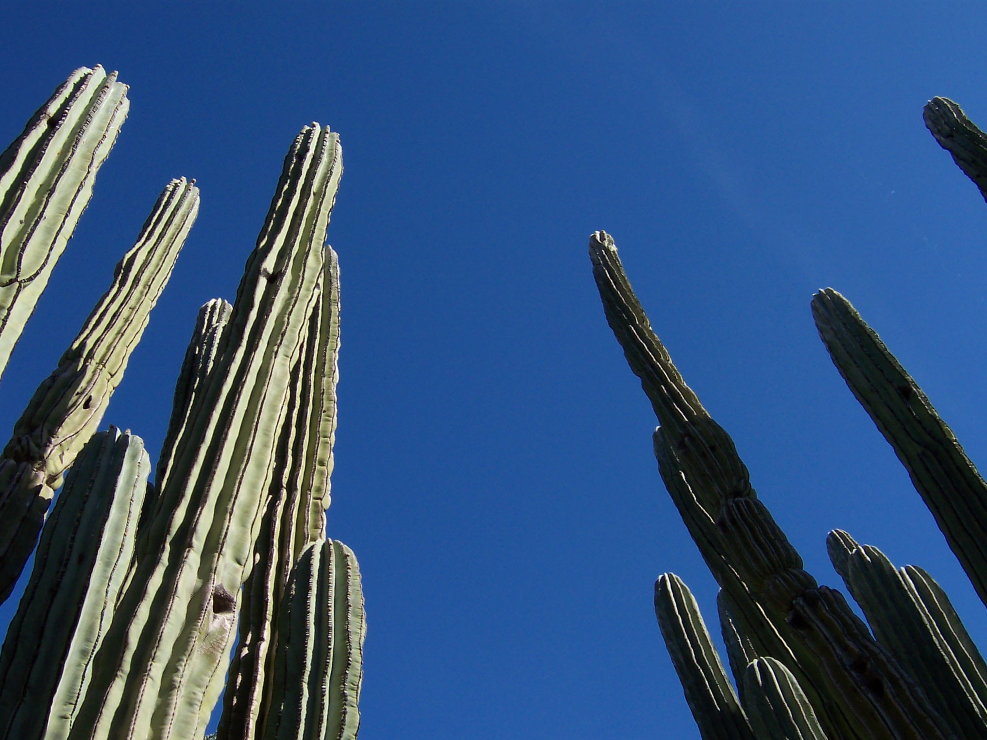 plant, cacti, southwest, saguaro cactus, green, hot, clear sky, desert, 1080P, west, built structure, land, dry, america, day, blue, tall - high, architecture, HD Wallpaper