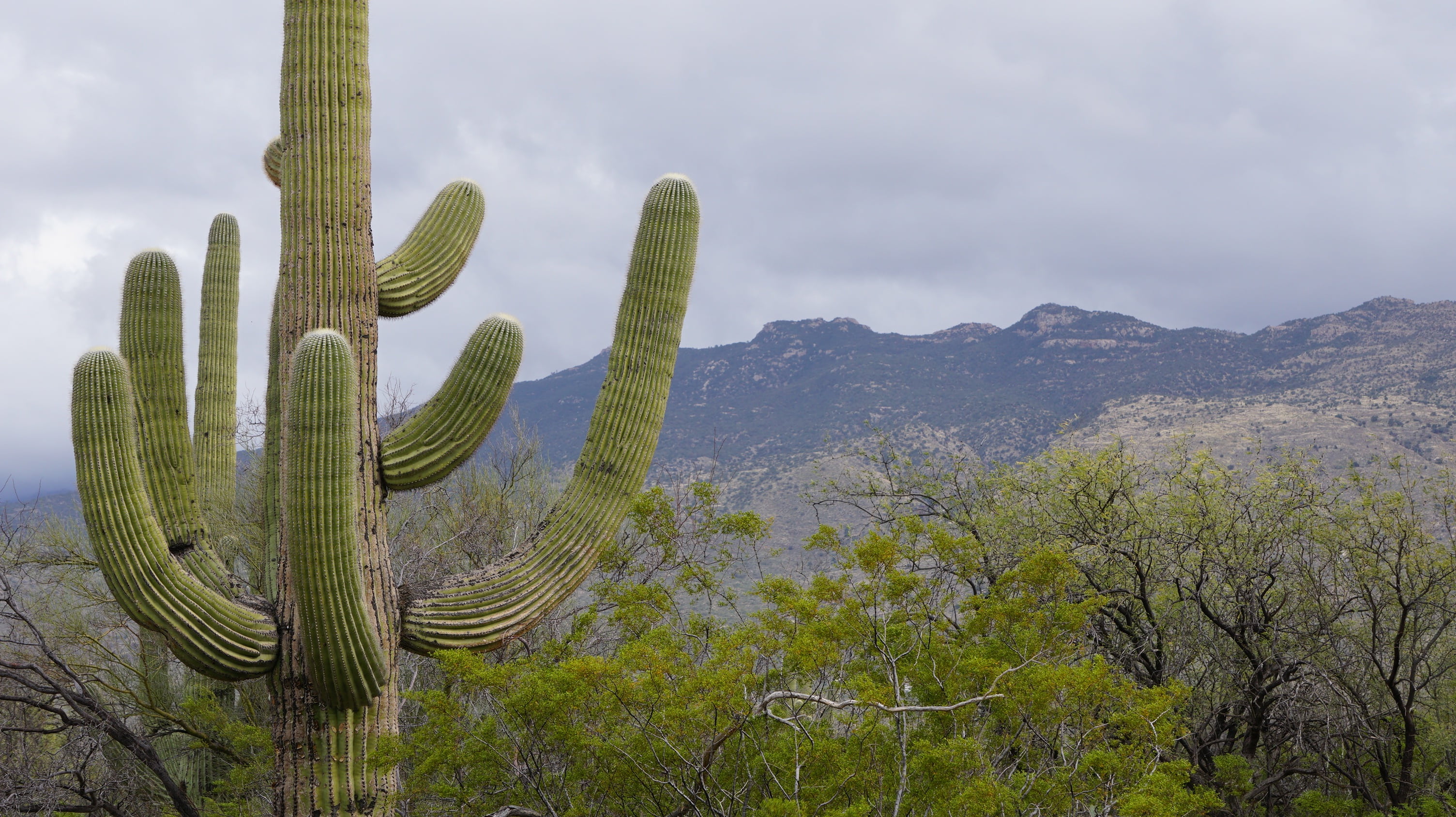 cloud - sky, green color, land, succulent plant, growth, scenics - nature, cactus, desert, mountain, semi-arid, cactus garden, mountains, outdoors, arid climate, HD Wallpaper