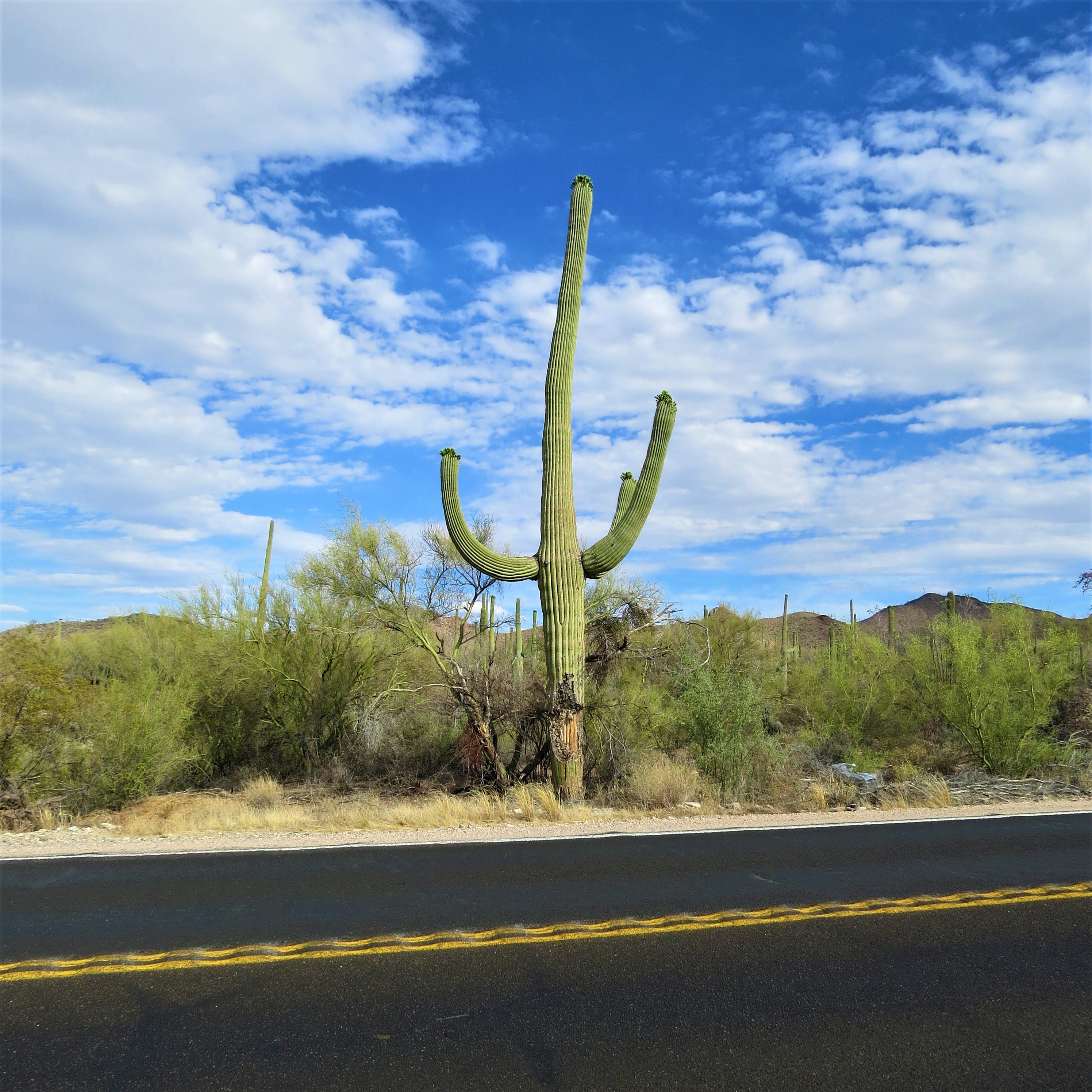landscape, nature, day, saguaro, field, growth, succulent plant, cloud - sky, no people, desert, plant, environment, tranquility, non-urban scene, beauty in nature, Phone HD Wallpaper