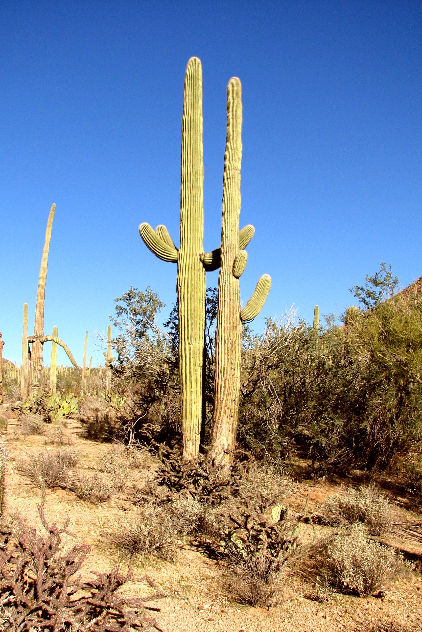 arizona, beauty in nature, scenics - nature, hot, land, flora, growth, dry, landscape, natural, tucson, tranquility, nature, arid climate, forest, succulent plant, Phone HD Wallpaper