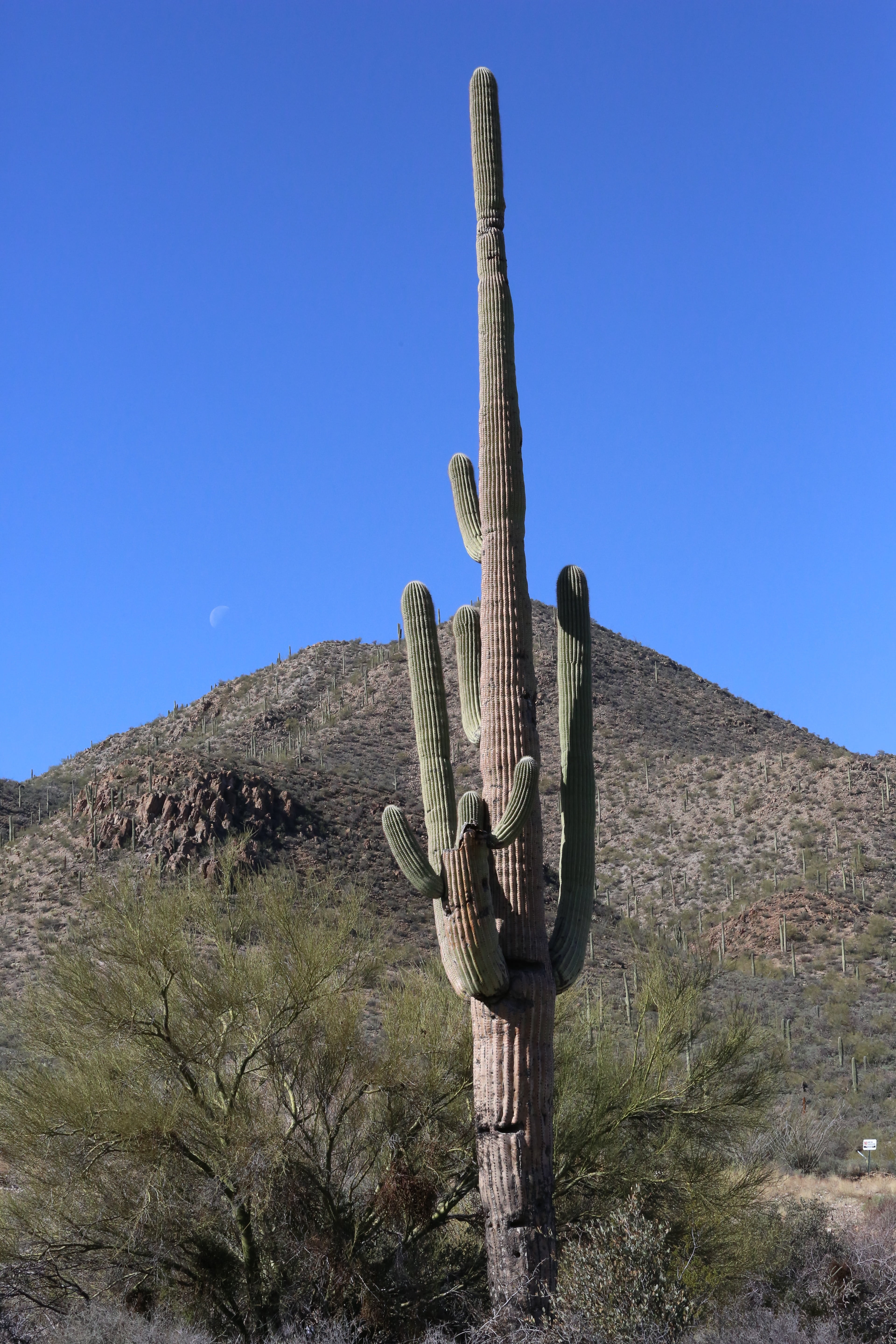 saguaro Cactus, climate, clear sky, sky, low angle view, land, arid climate, non-urban scene, tree, succulent plant, nature, tranquility, plant, tuscon, Phone HD Wallpaper