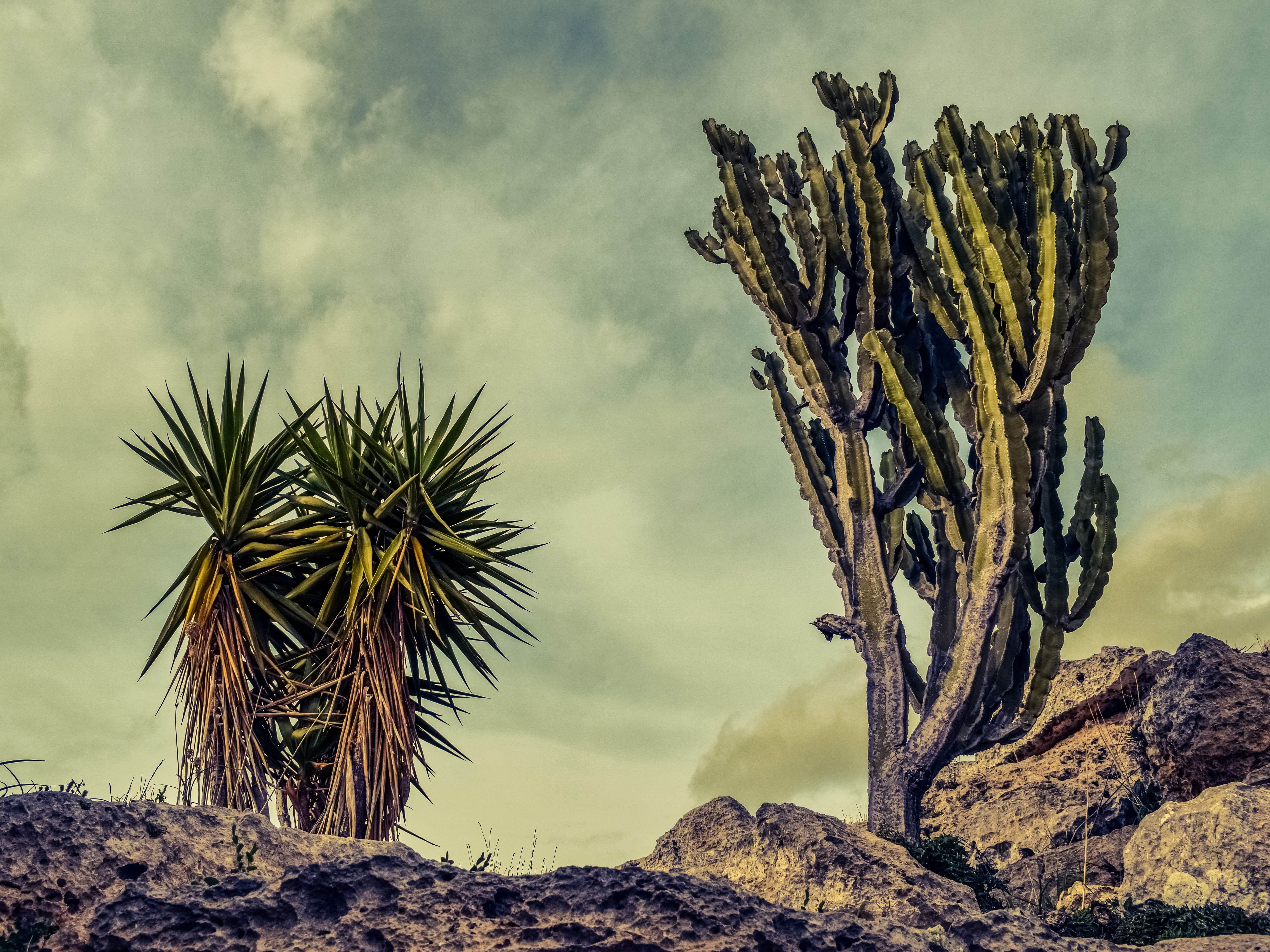 semi-arid, ecosystem, beauty in nature, rock, cactus, tranquility, sky, non-urban scene, tree, paralimni, environment, cyprus, growth, 5K, outdoors, no people, HD Wallpaper