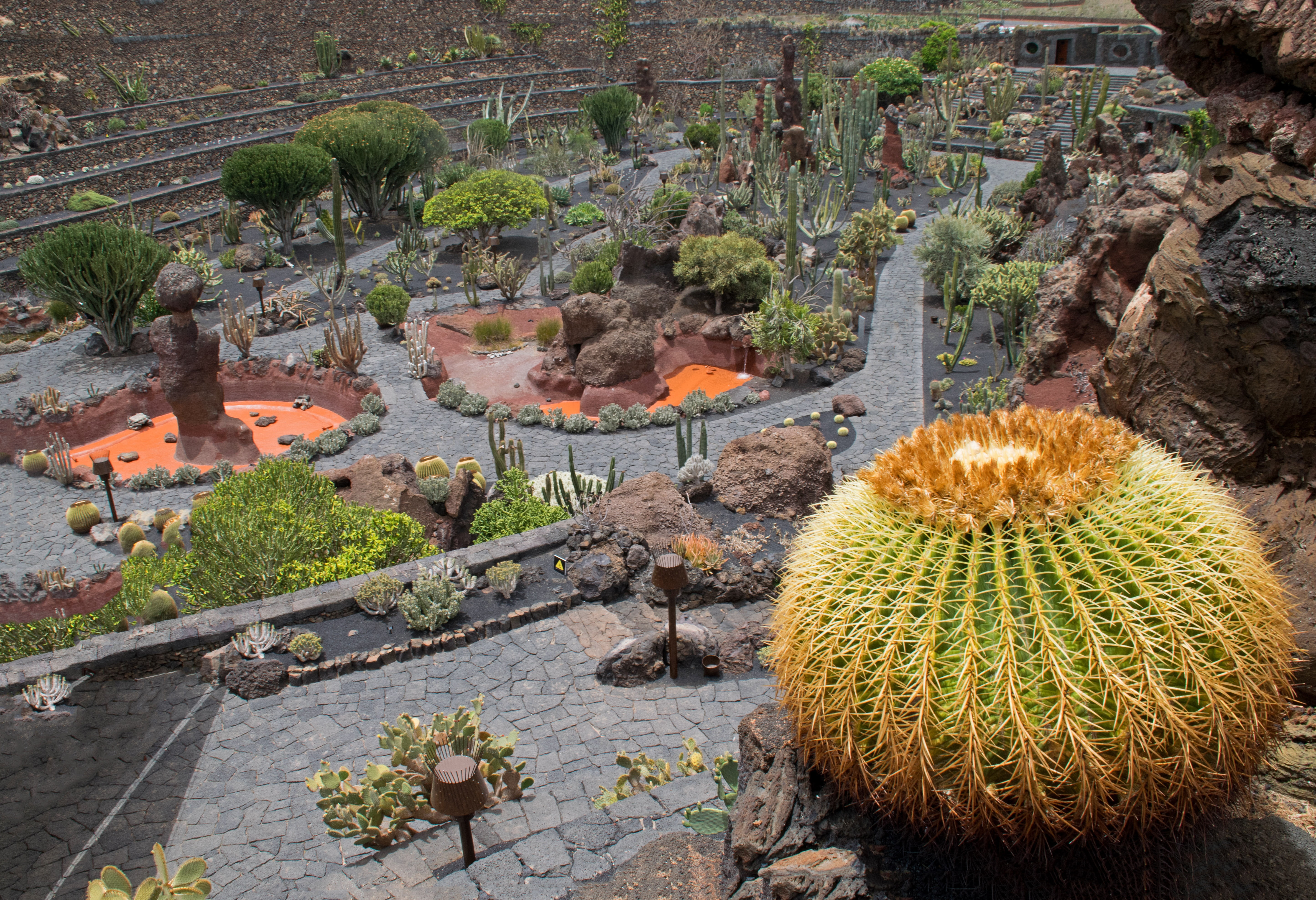 5K, cactaceae, thorn, succulent plant, day, spain, carnation like, land, field, jardin de cactus, growth, non-urban scene, cactus, africa attractions, HD Wallpaper
