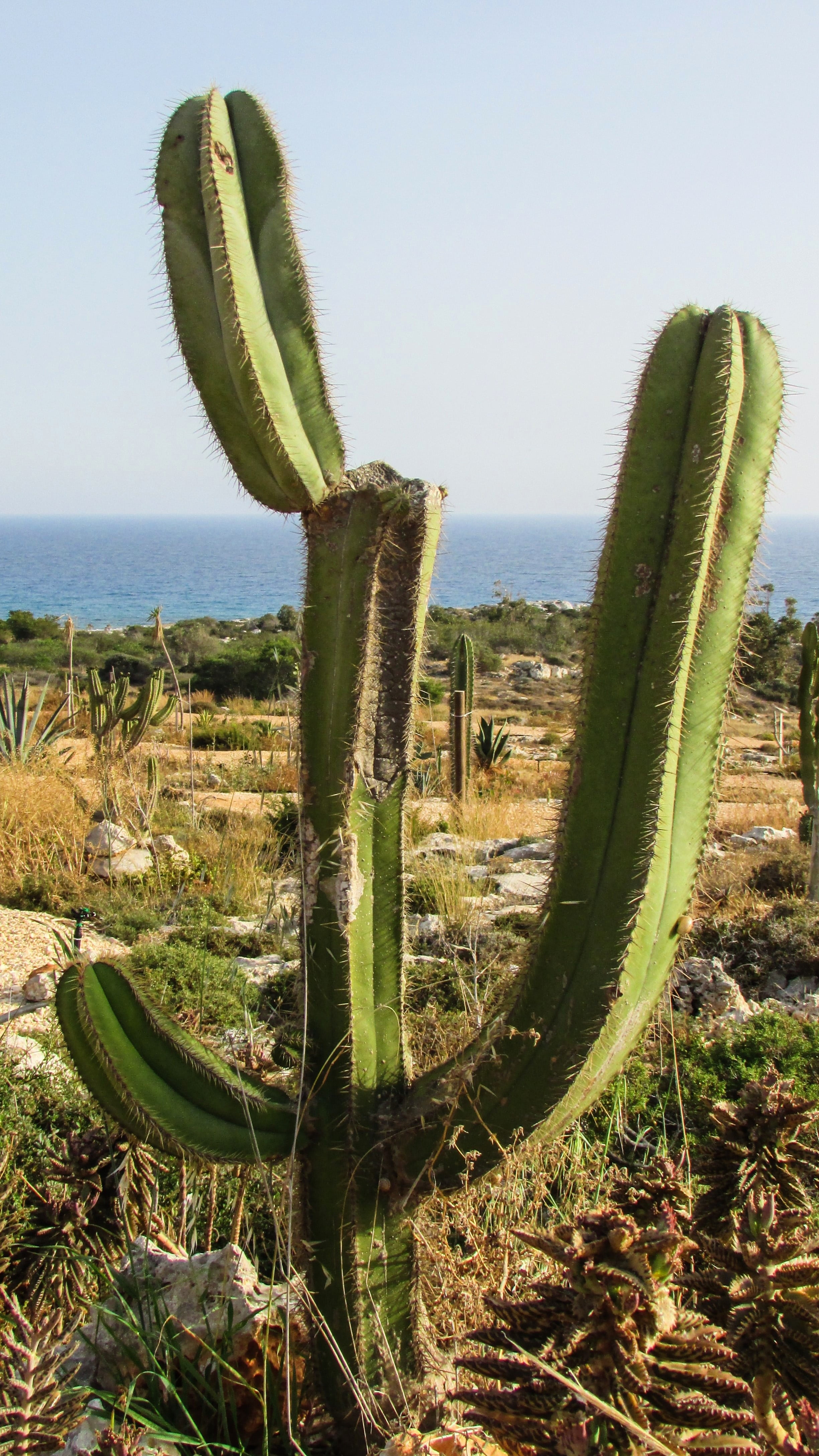 sky, desert, beauty in nature, cactus, spiked, field, ayia napa, outdoors, clear sky, cyprus, growth, 4K, green color, tranquility, plant, saguaro cactus, Phone HD Wallpaper