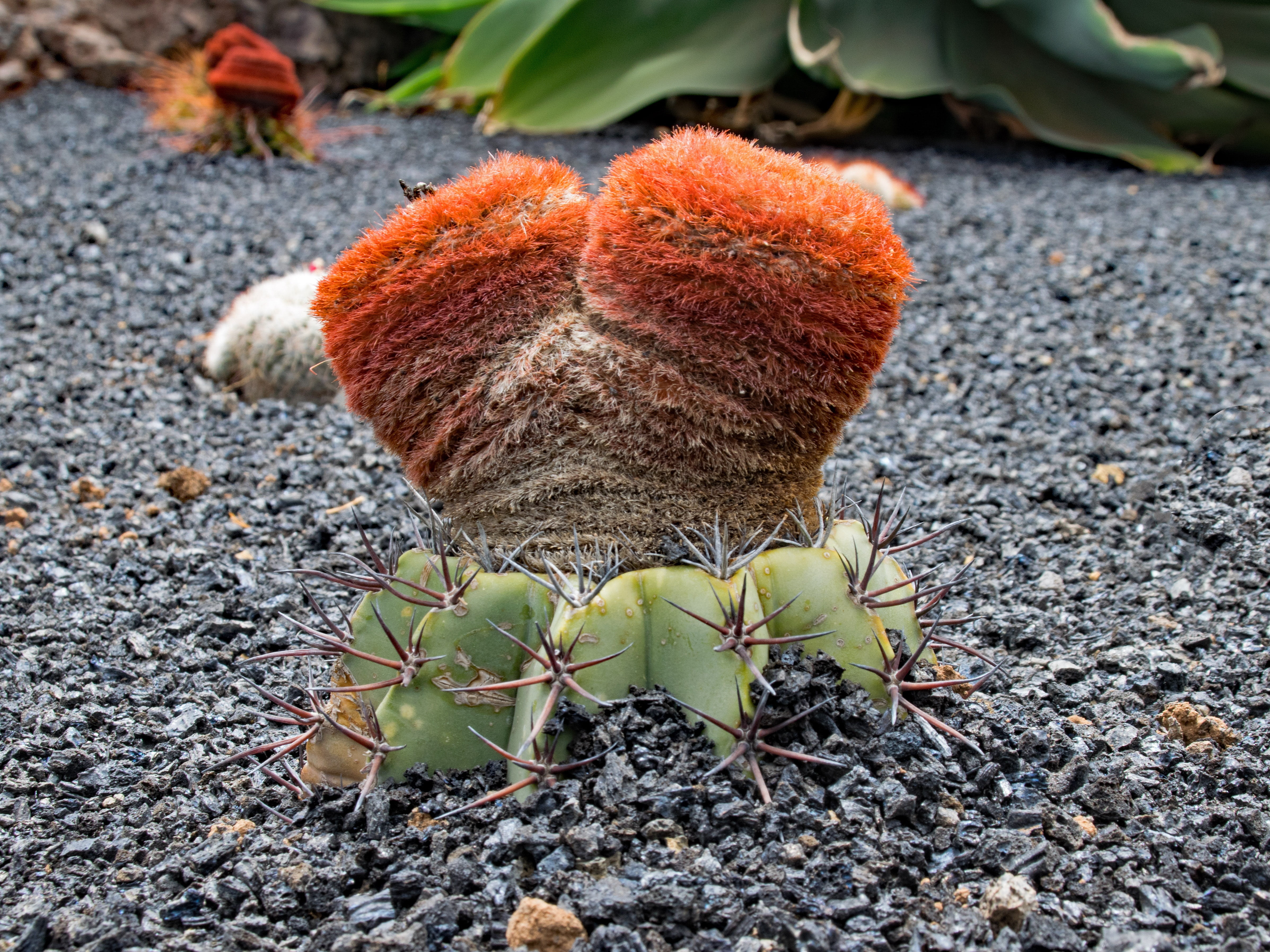 leaf, animal themes, close-up, focus on foreground, growth, bloom, park, blossom, jardin de cactus, garden, plant, day, cactus, plant part, guatiza, high angle view, HD Wallpaper