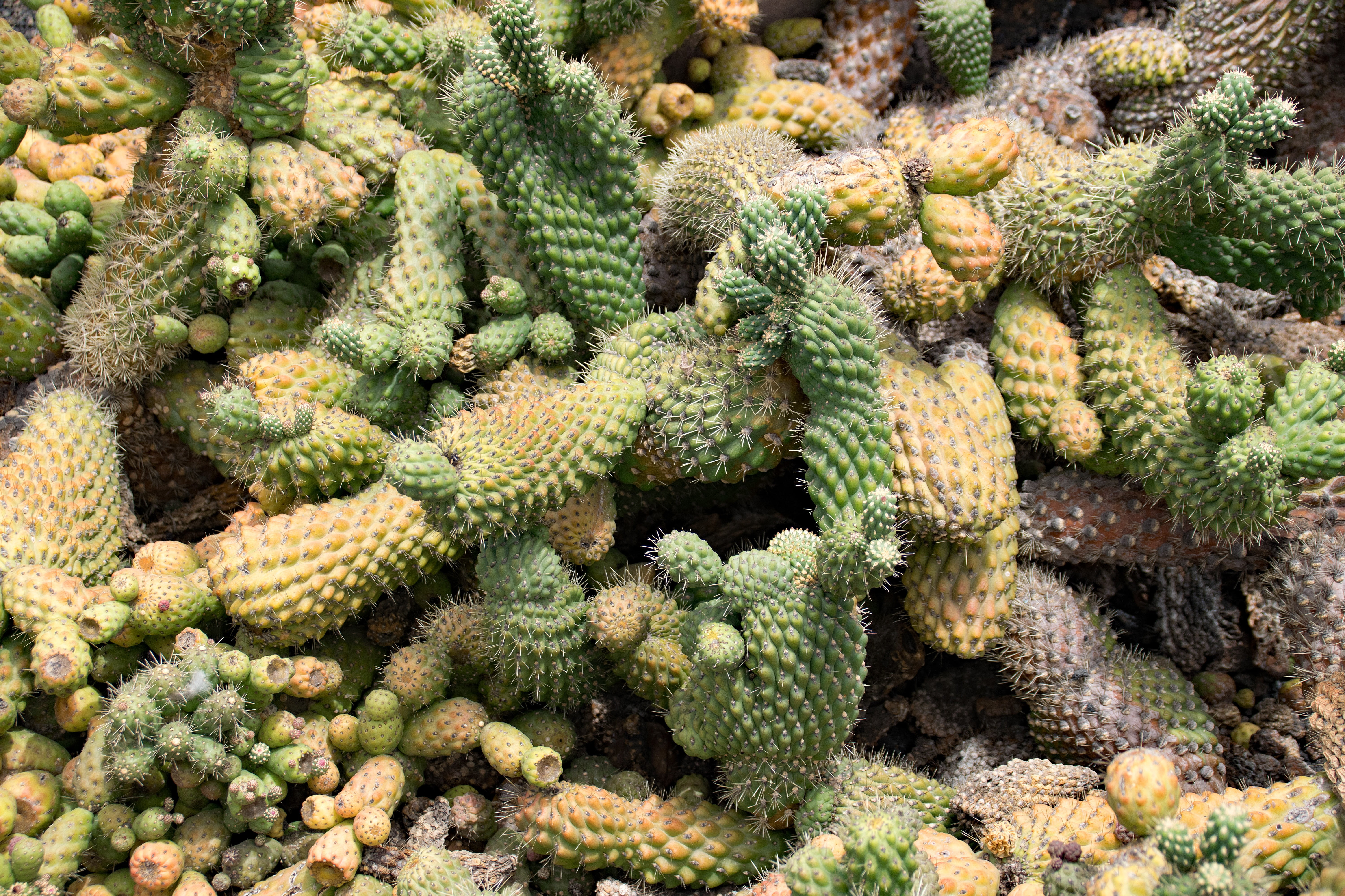 arid climate, spain, nature, day, cactus, beauty in nature, plant, africa attractions, cactaceae, succulent plant, no people, jardin de cactus, park, freshness, HD Wallpaper
