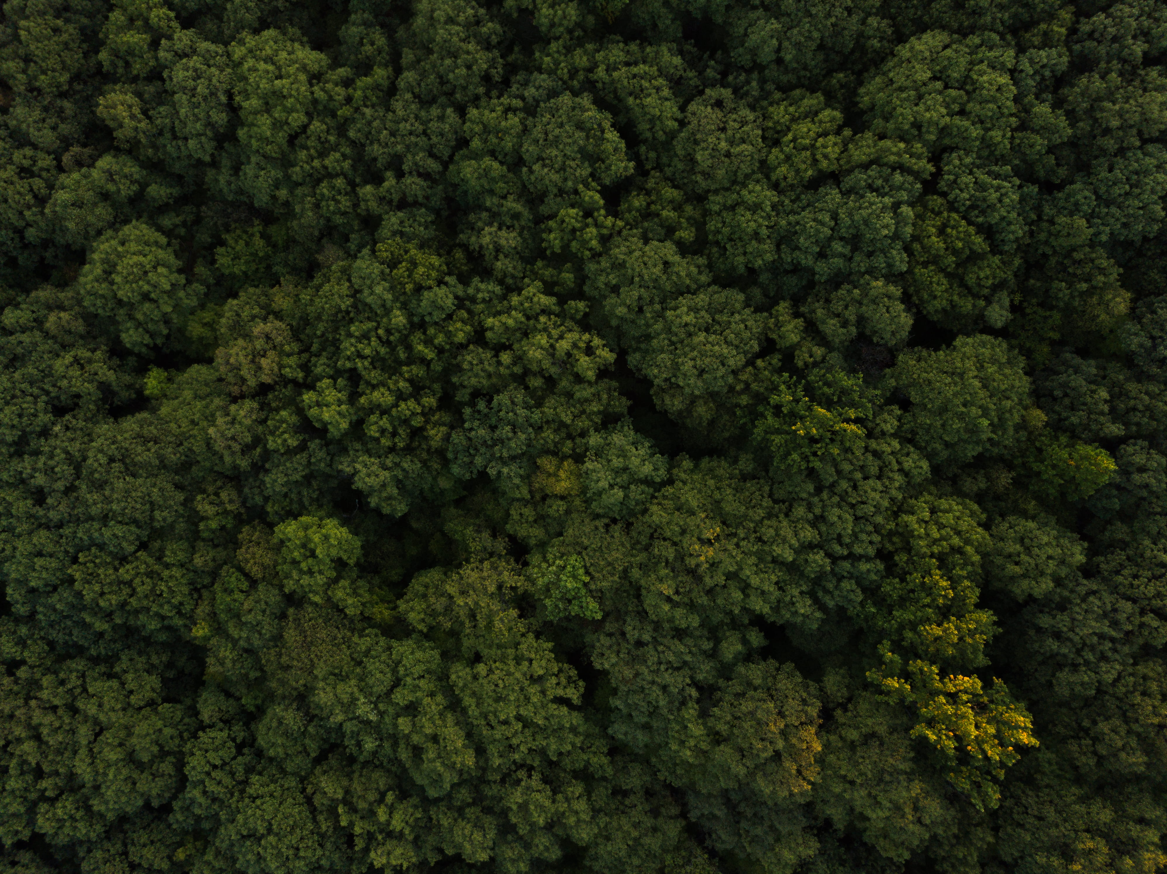 green, woods, high angle view, vegetable, backgrounds, close-up, green color, gold, no people, 4K, sunset, tree, freshness, forest, beauty in nature, food and drink, HD Wallpaper