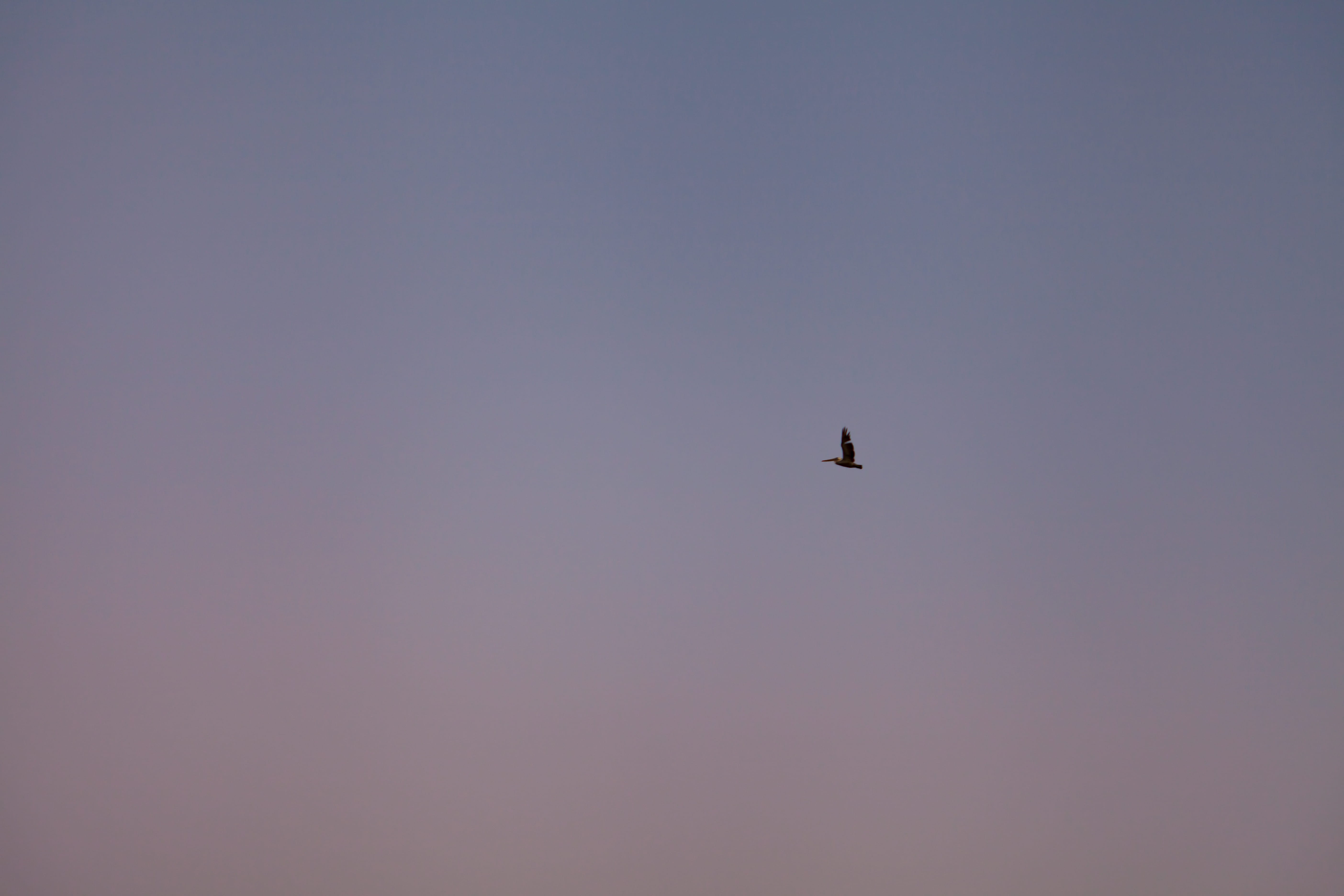 flight, animals in the wild, mode of transportation, ocean lane, animal, transportation, bird, copy space, clear sky, vertebrate, plane, white space, nature, HD Wallpaper