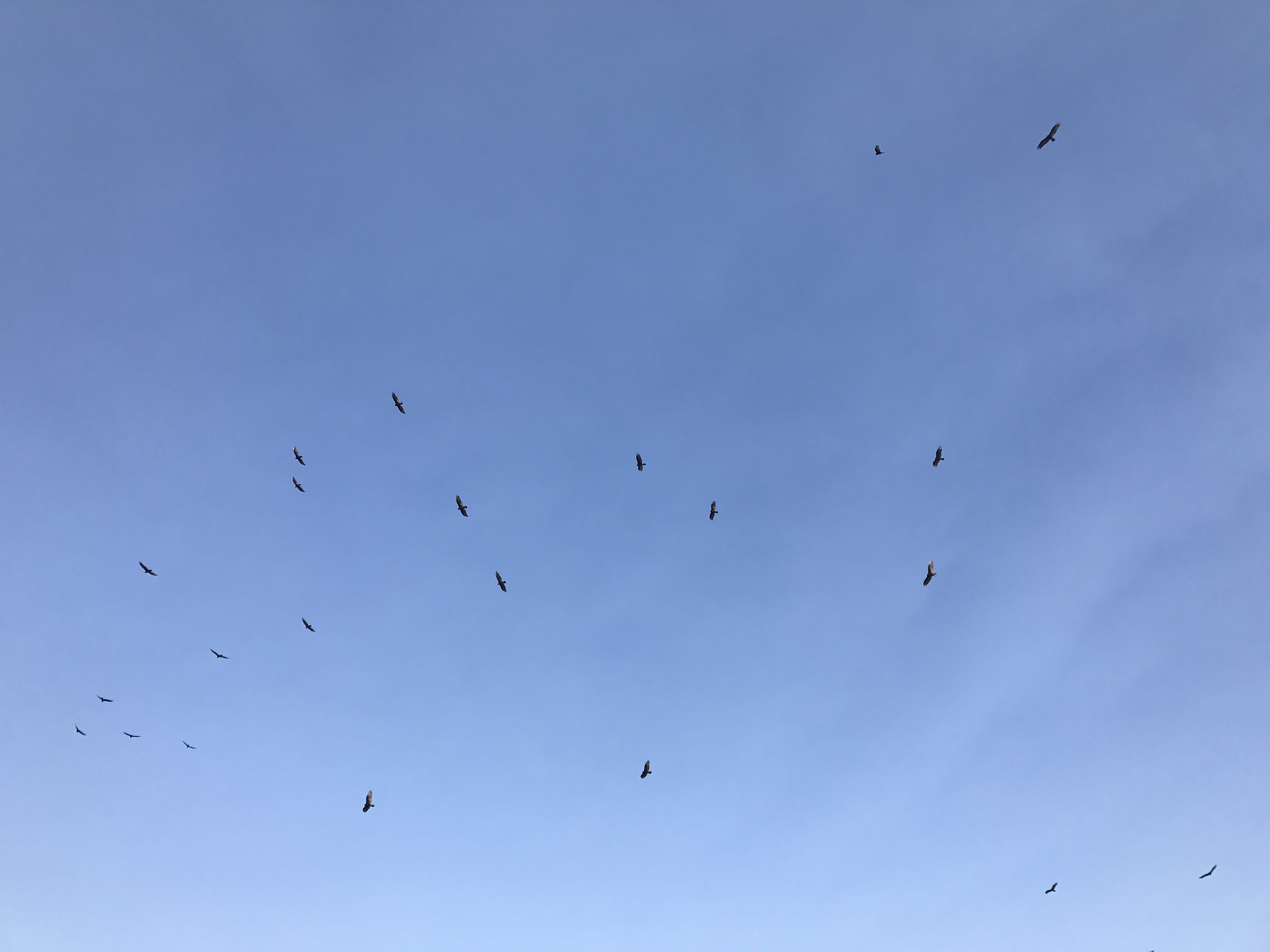 finch, pampa, 512 n red deer st, large group of animals, blue, beauty in nature, flock of birds, birds, animal themes, mid-air, blackbird, animal wildlife, HD Wallpaper