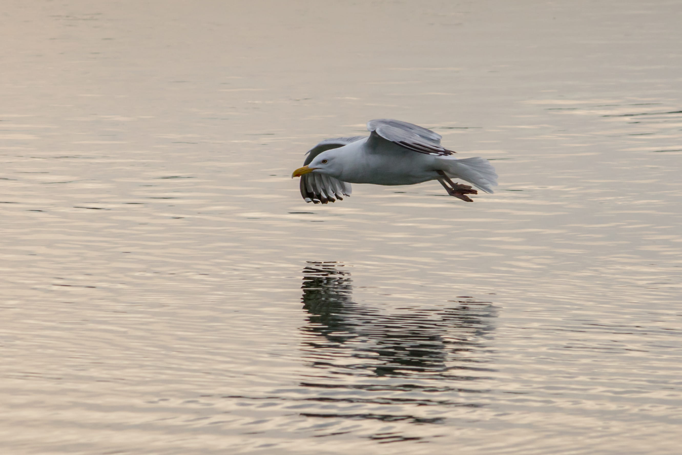white, birding, water, fishing, wildlife, no people, golden hour, seagull, reflection, flight, ocean, day, 2K, animal themes, waterfront, sunset, water bird, HD Wallpaper