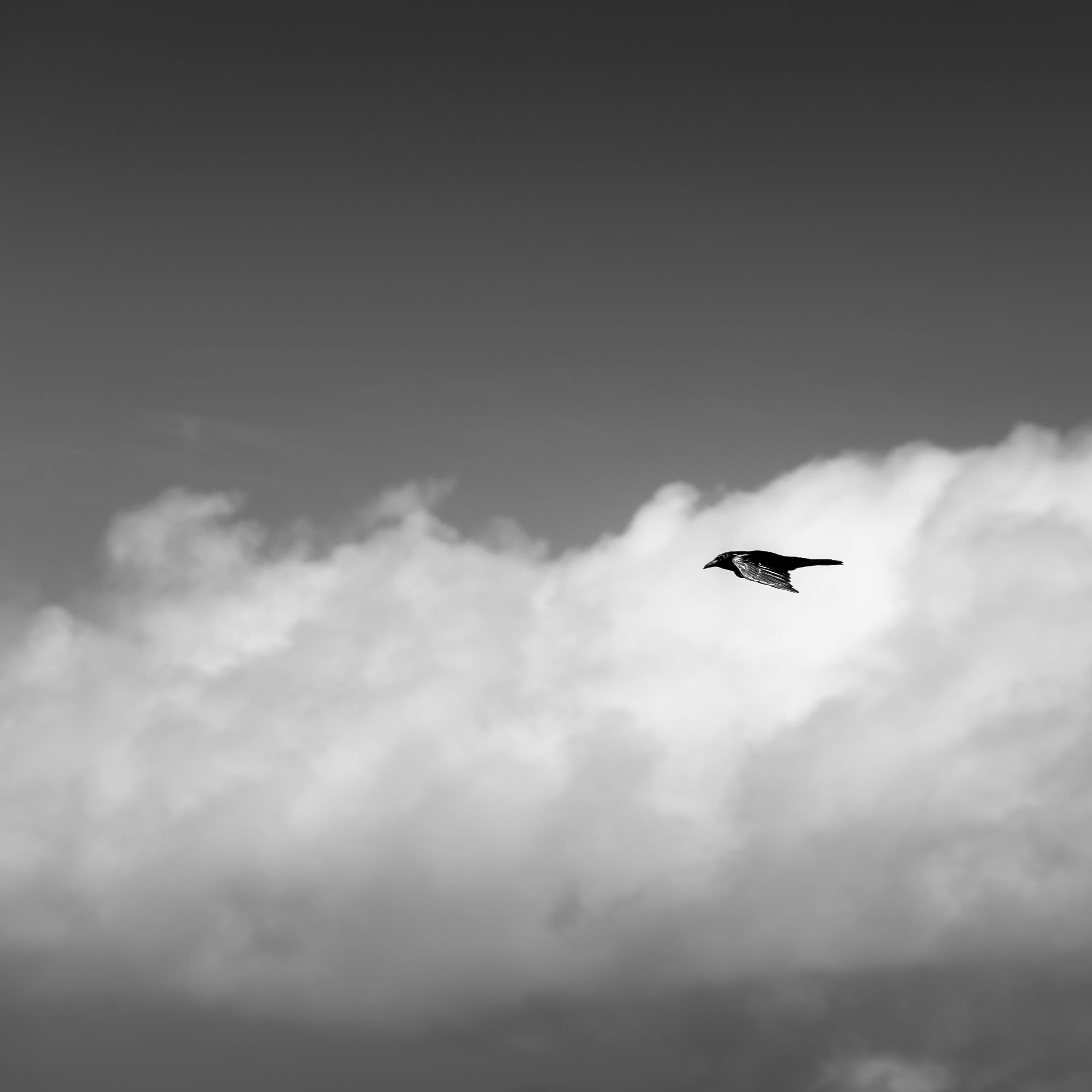 california, san diego, seagull, flying, animals in the wild, one animal, vertebrate, zoom, beauty in nature, animal wildlife, low angle view, motion, nature, Phone HD Wallpaper