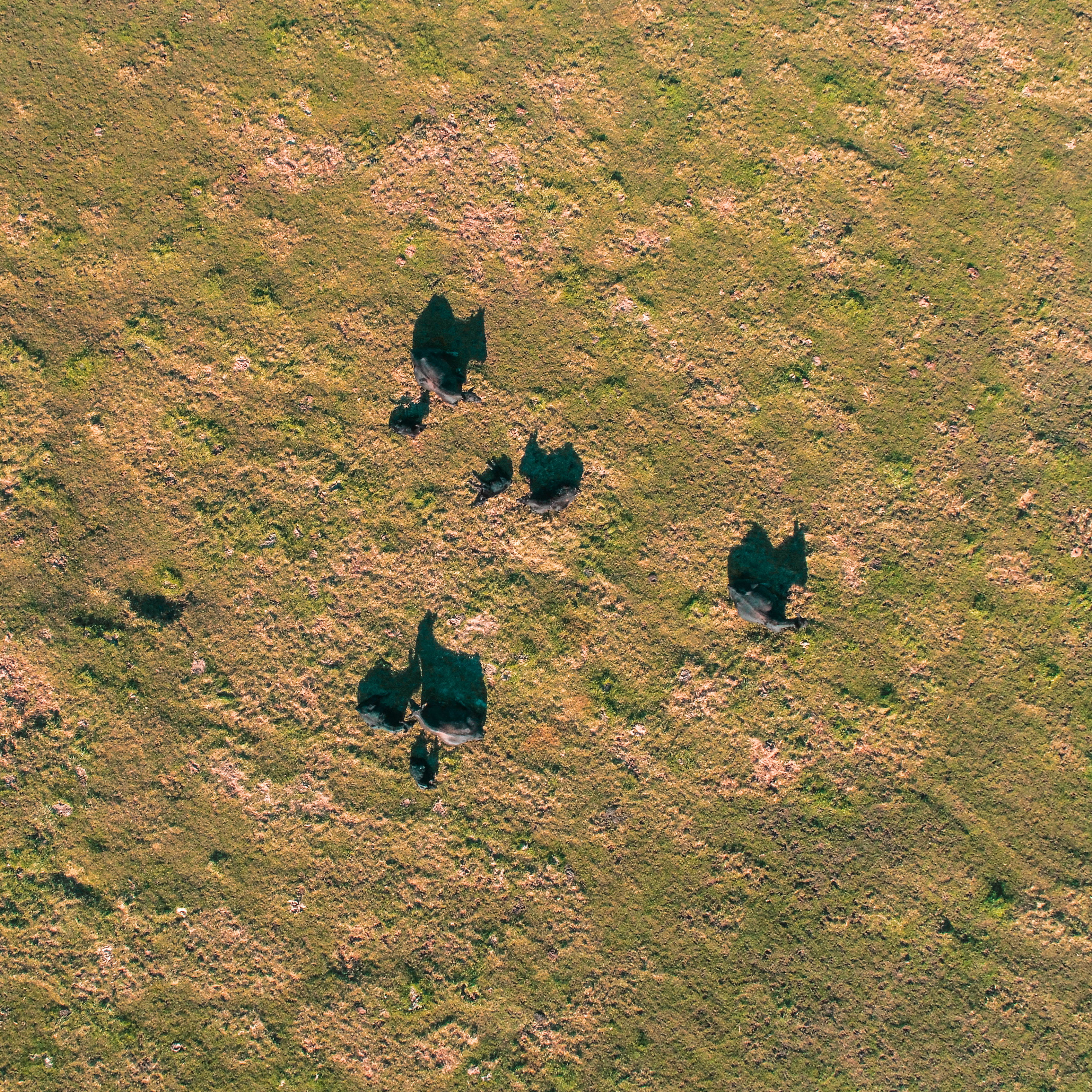 environment, group of animals, scenics - nature, crow, high angle view, bison, beauty in nature, cow, landscape, 8759 townhall rd, farm, animal themes, Phone HD Wallpaper