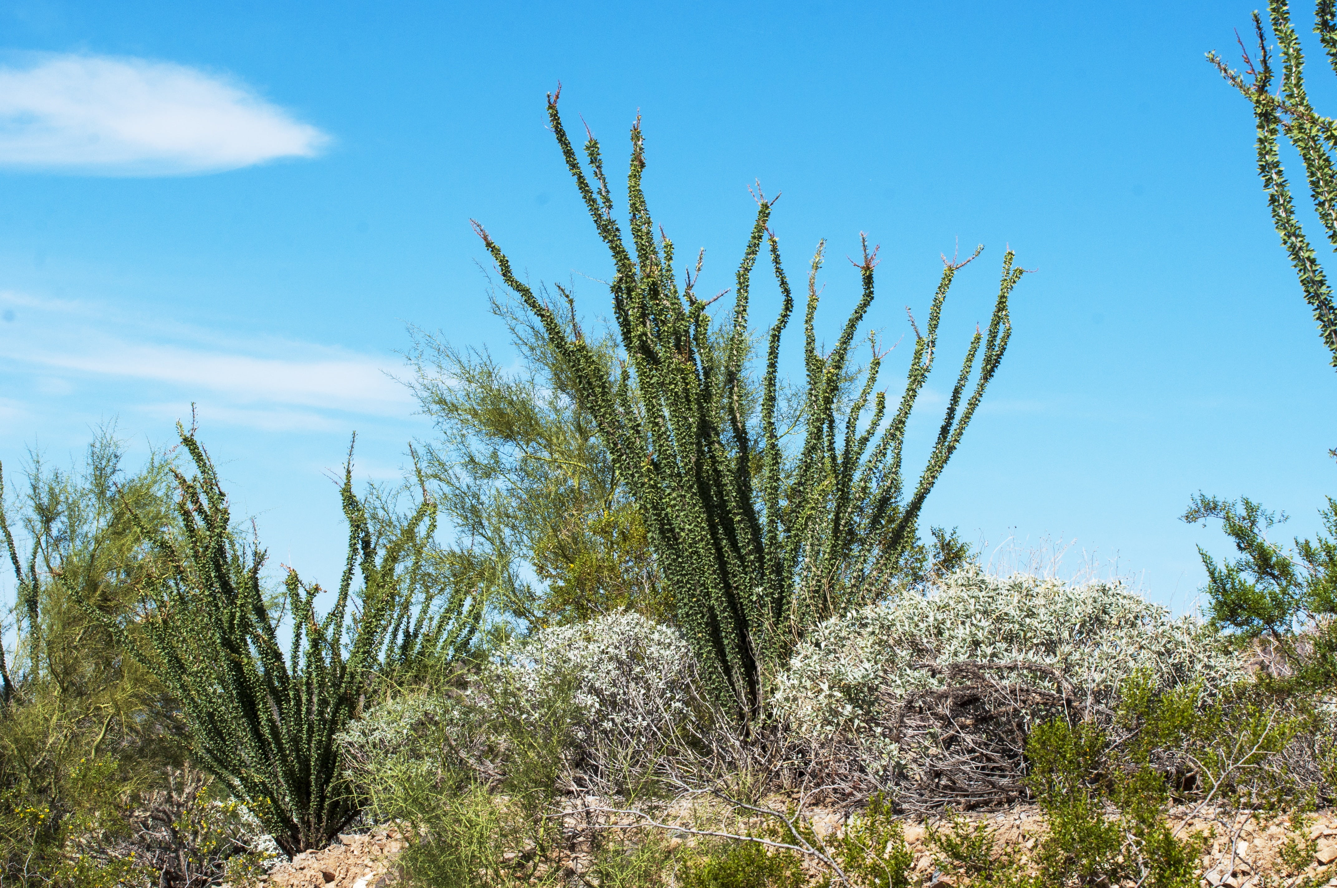 west, desert, tranquil scene, cholla, ecosystem, non-urban scene, land, beauty in nature, field, no people, arid climate, nature, climate, growth, sky, HD Wallpaper