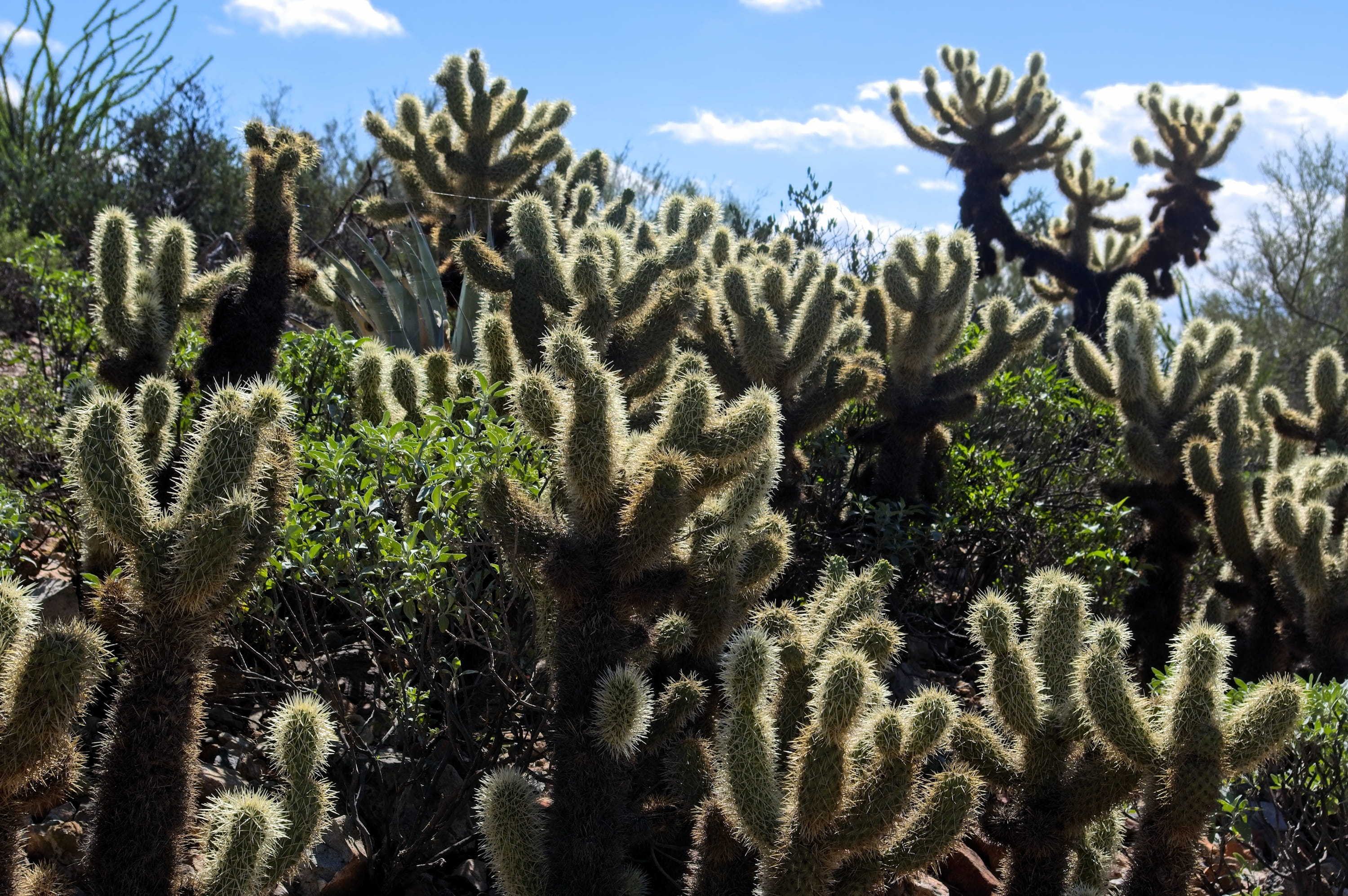succulent plant, natural, tree, green color, nature, plant, sunlight, day, cactus, cloud - sky, landscape, field, 2K, needles, garden, flora, outdoors, HD Wallpaper