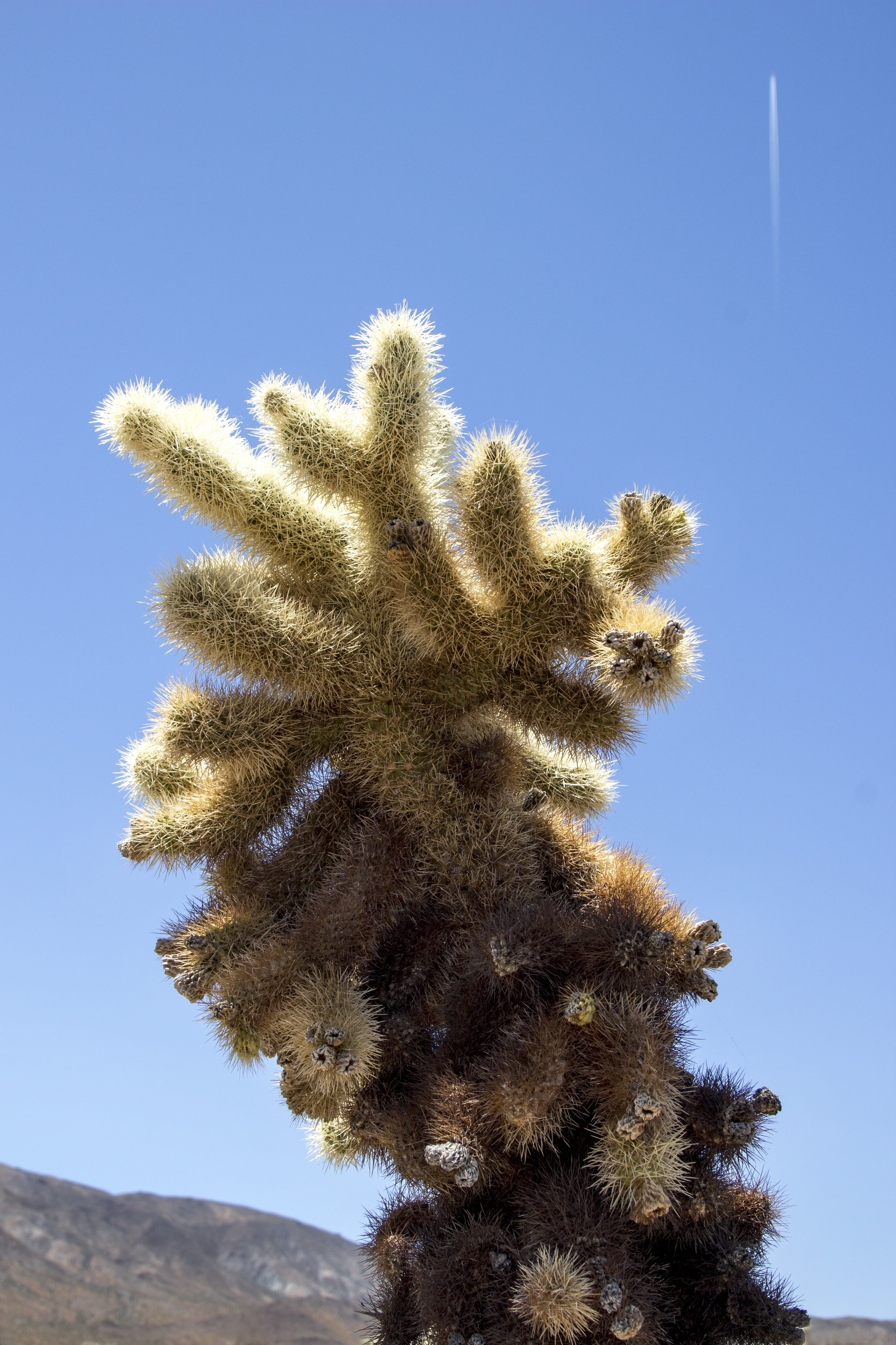 sunny, sunlight, tranquility, travel, tree, outdoors, natural, plant, growth, arid climate, no people, cactus, climate, joshua tree, flora, scenics - nature, Phone HD Wallpaper