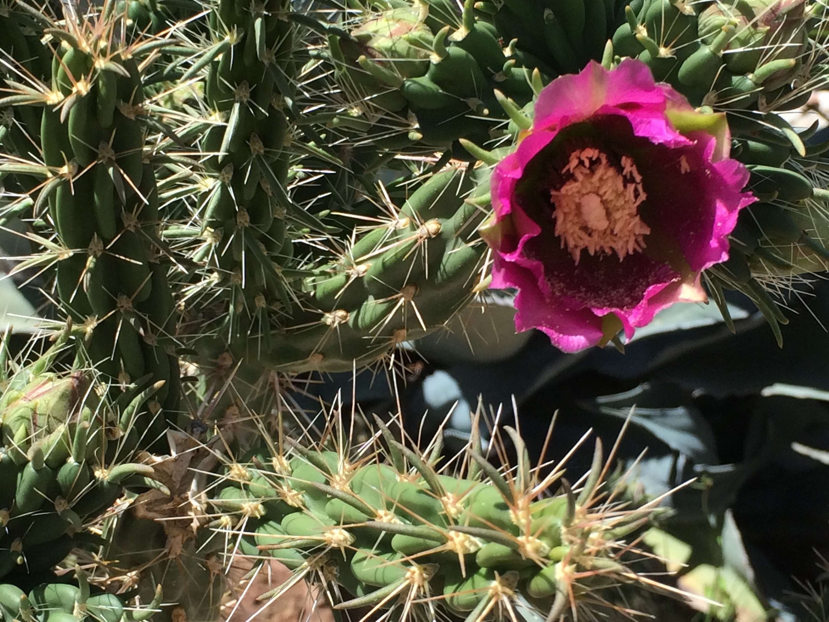 flower head, day, nature, green color, purple, beauty in nature, close-up, growth, pink color, flower, vulnerability, cholla, petal, no people, succulent plant, HD Wallpaper