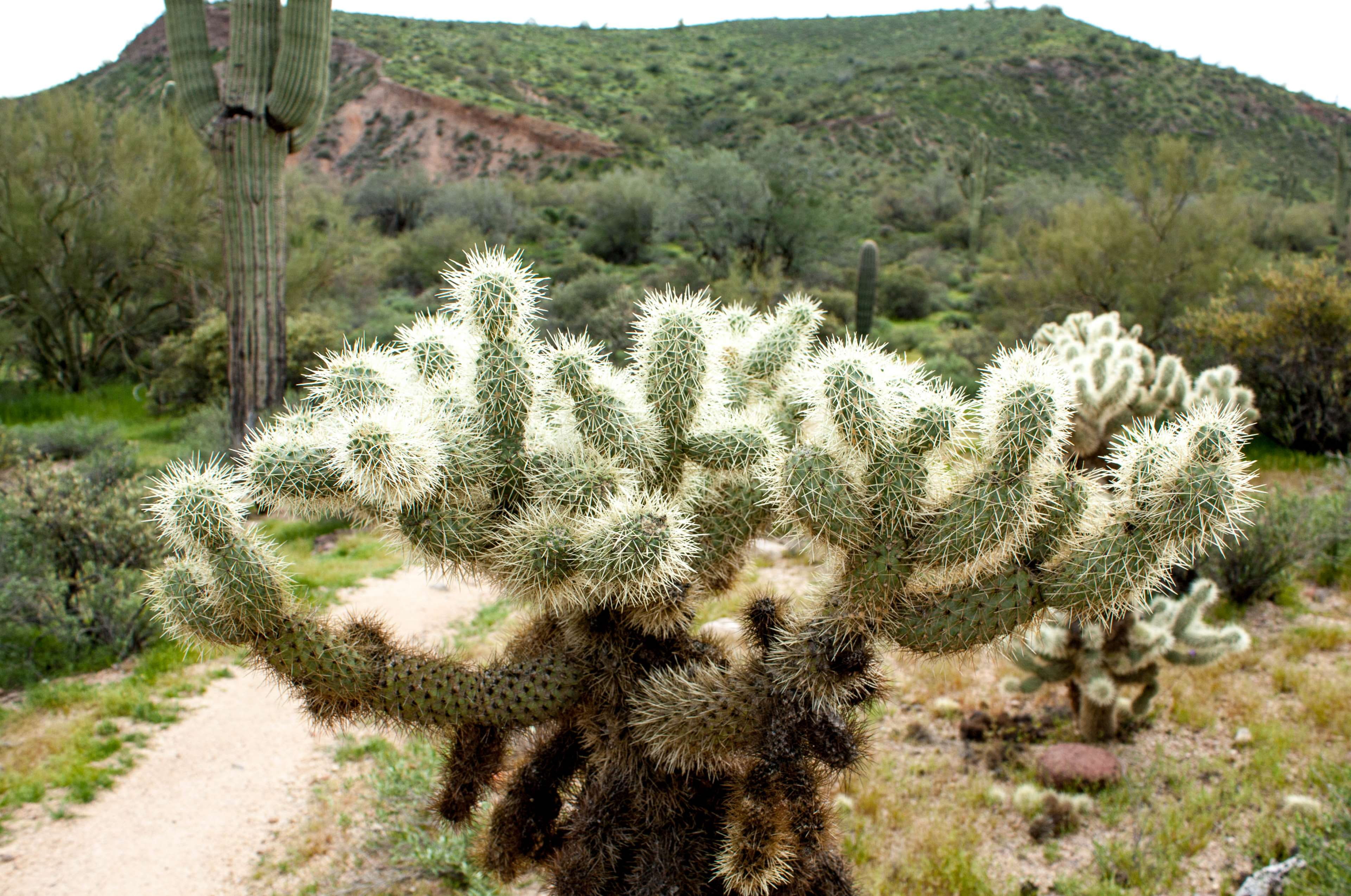 cactus, semi-arid, tree, tranquil scene, scenics - nature, tranquility, growth, 4K, day, saguaro, arid climate, environment, desert, climate, plant, green color, HD Wallpaper