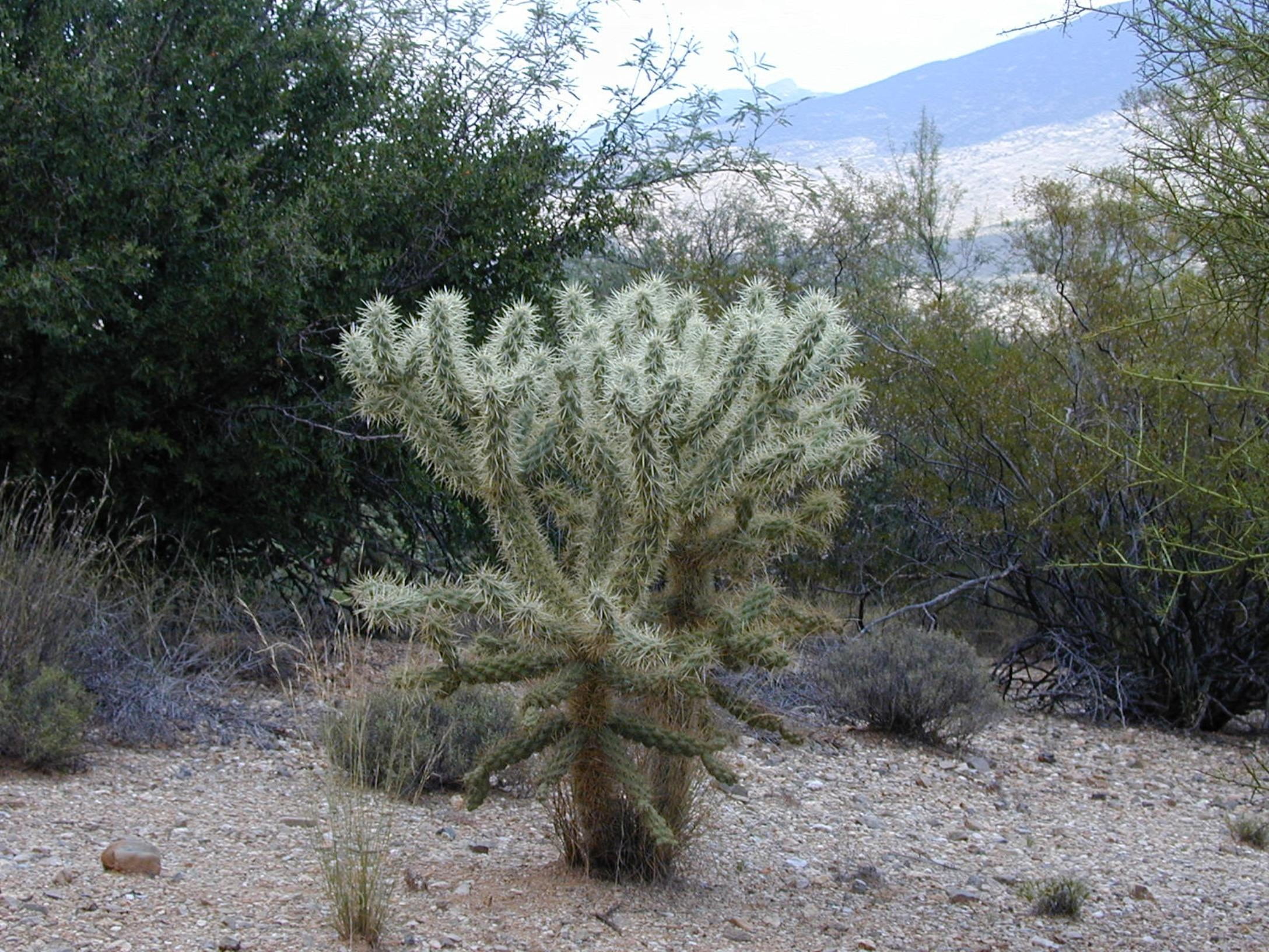 teddy bear cactus, plant, prickly, golden spined jumping cholla, nature, tree, desert, land, tranquil scene, 1080P, succulent plant, scenics - nature, HD Wallpaper