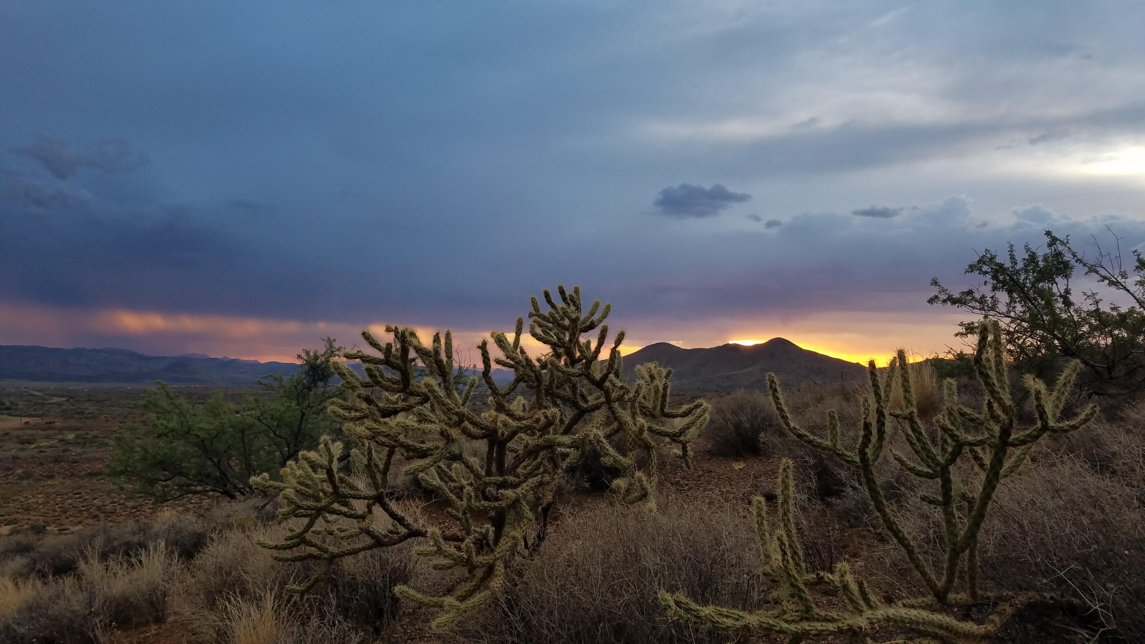 field, arid climate, nature, mountain, cloud - sky, beauty in nature, growth, arizona, cholla, sunset, outdoors, climate, land, succulent plant, plant, HD Wallpaper
