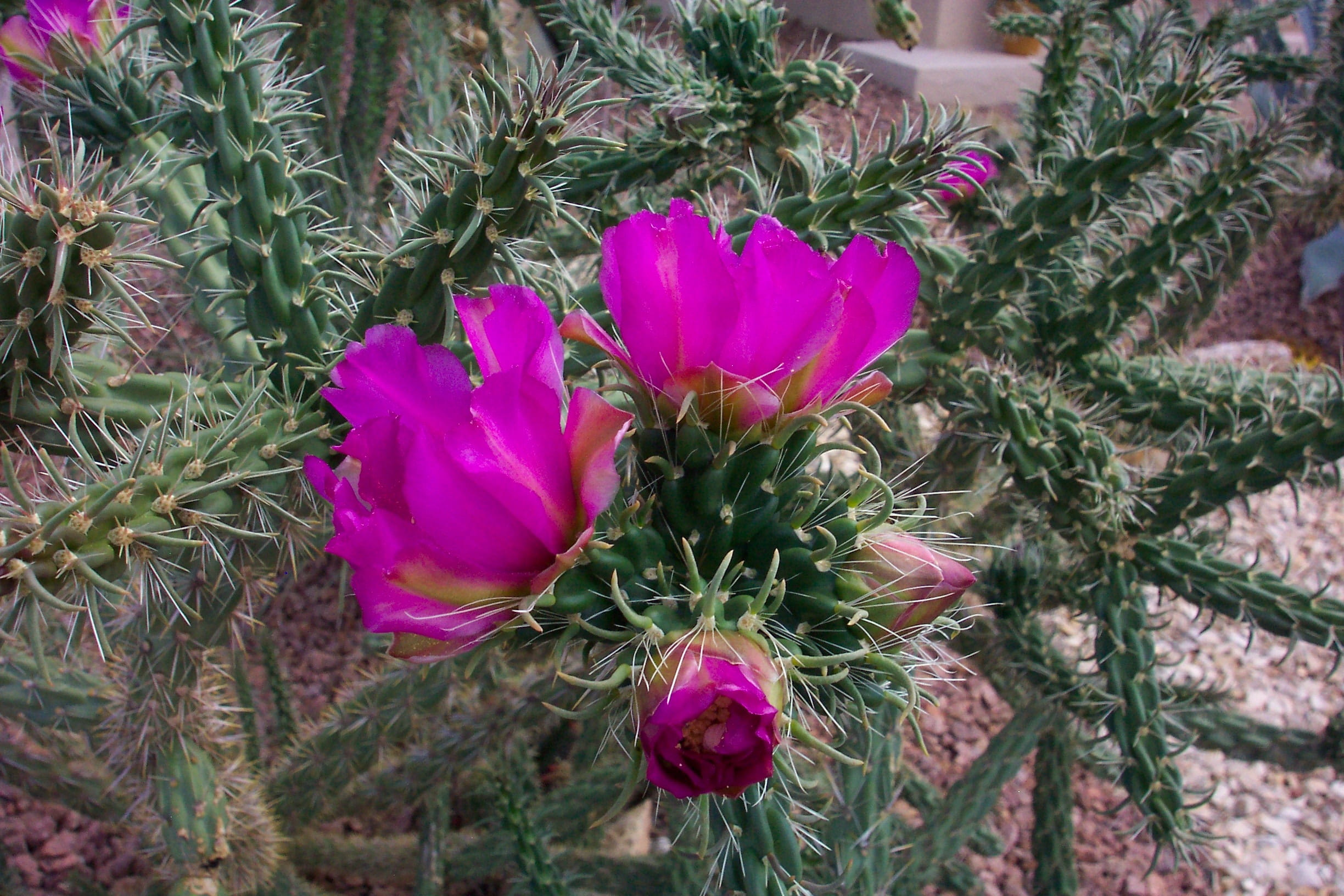 fragility, pink color, Cholla Cactus, nature, Plant, vulnerability, 1080P, desert flower, cholla flower, outdoors, focus on foreground, Pink, inflorescence, HD Wallpaper