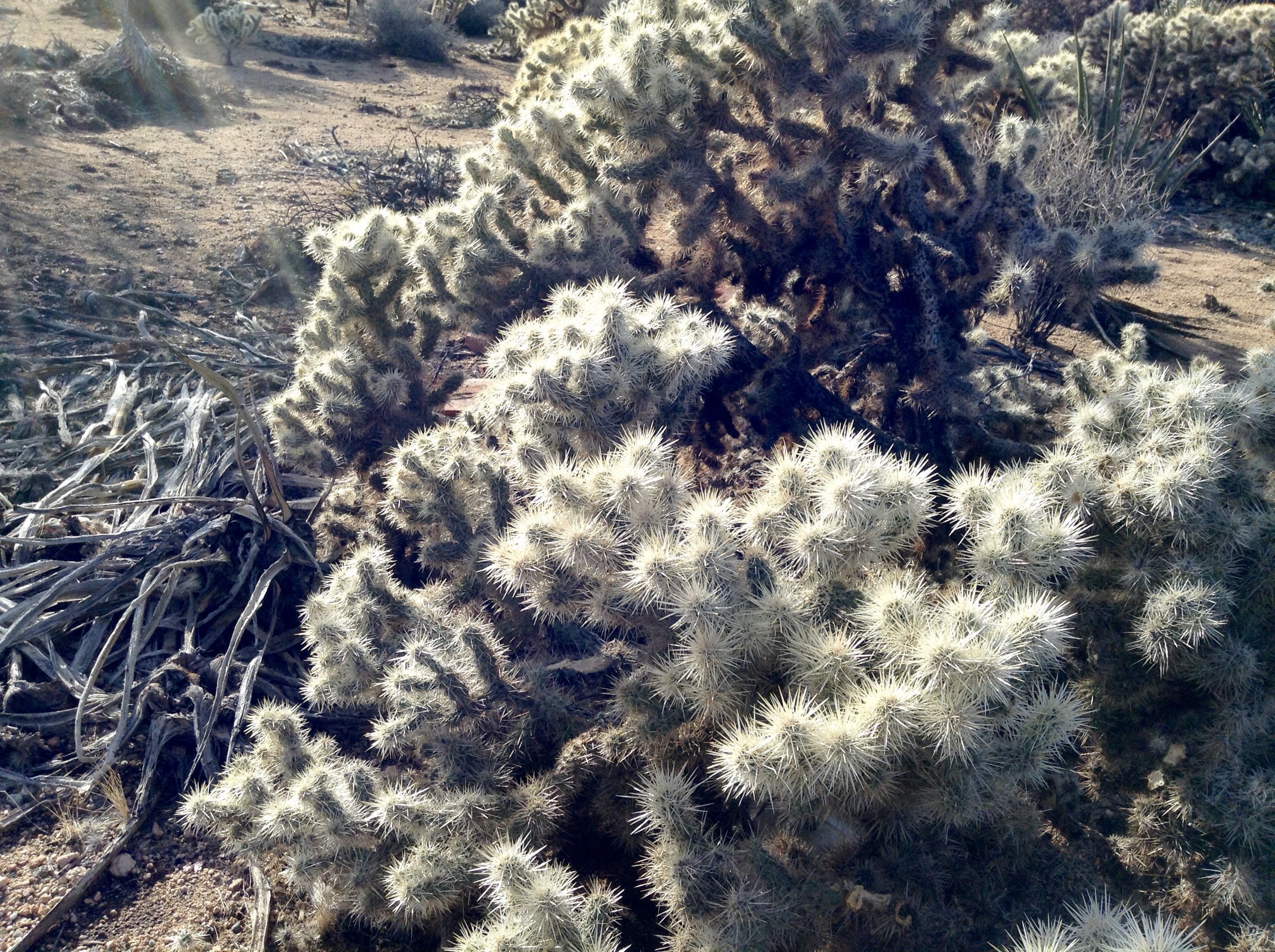 coniferous tree, green color, southwest, scenics - nature, cholla, growth, close-up, winter, 2K, cold temperature, plant, land, field, wilderness, non-urban scene, HD Wallpaper