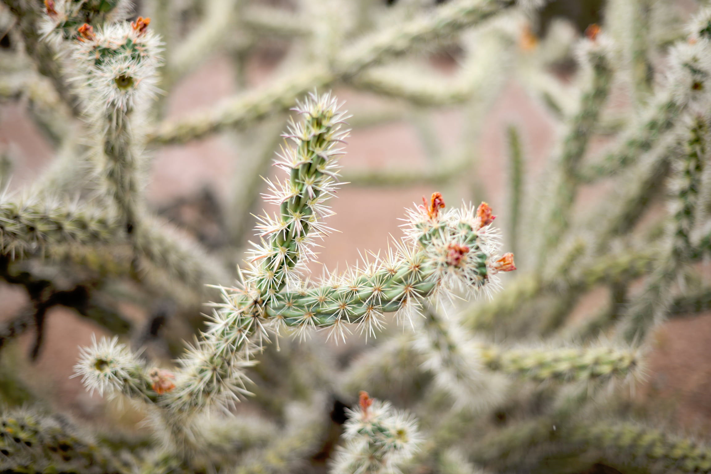 1080P, thorn, environment, green color, freshness, nature, succulent plant, selective, jumping, growth, flowering plant, tree, springtime, coniferous tree, HD Wallpaper